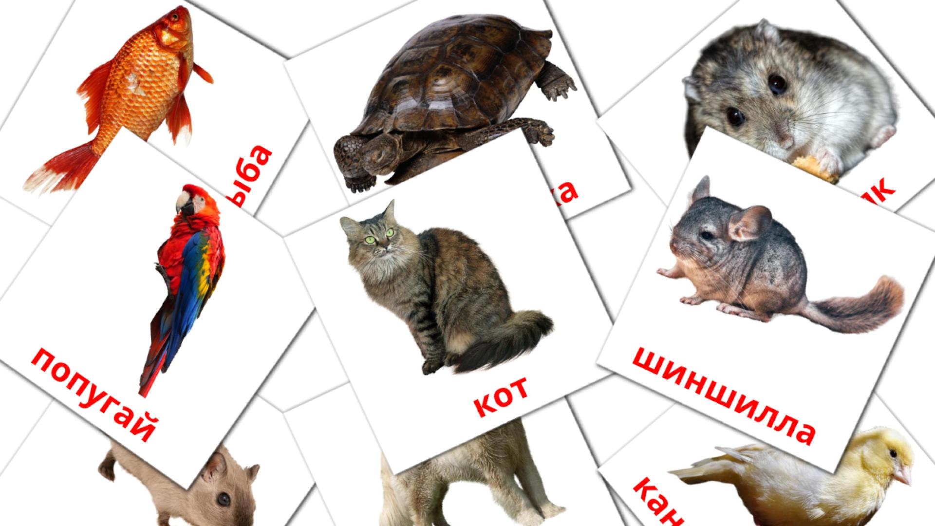 10 tarjetas didacticas de Домашние животные