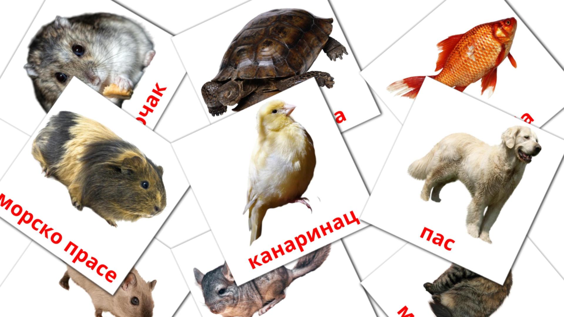 10 Bildkarten für Домаће животиње