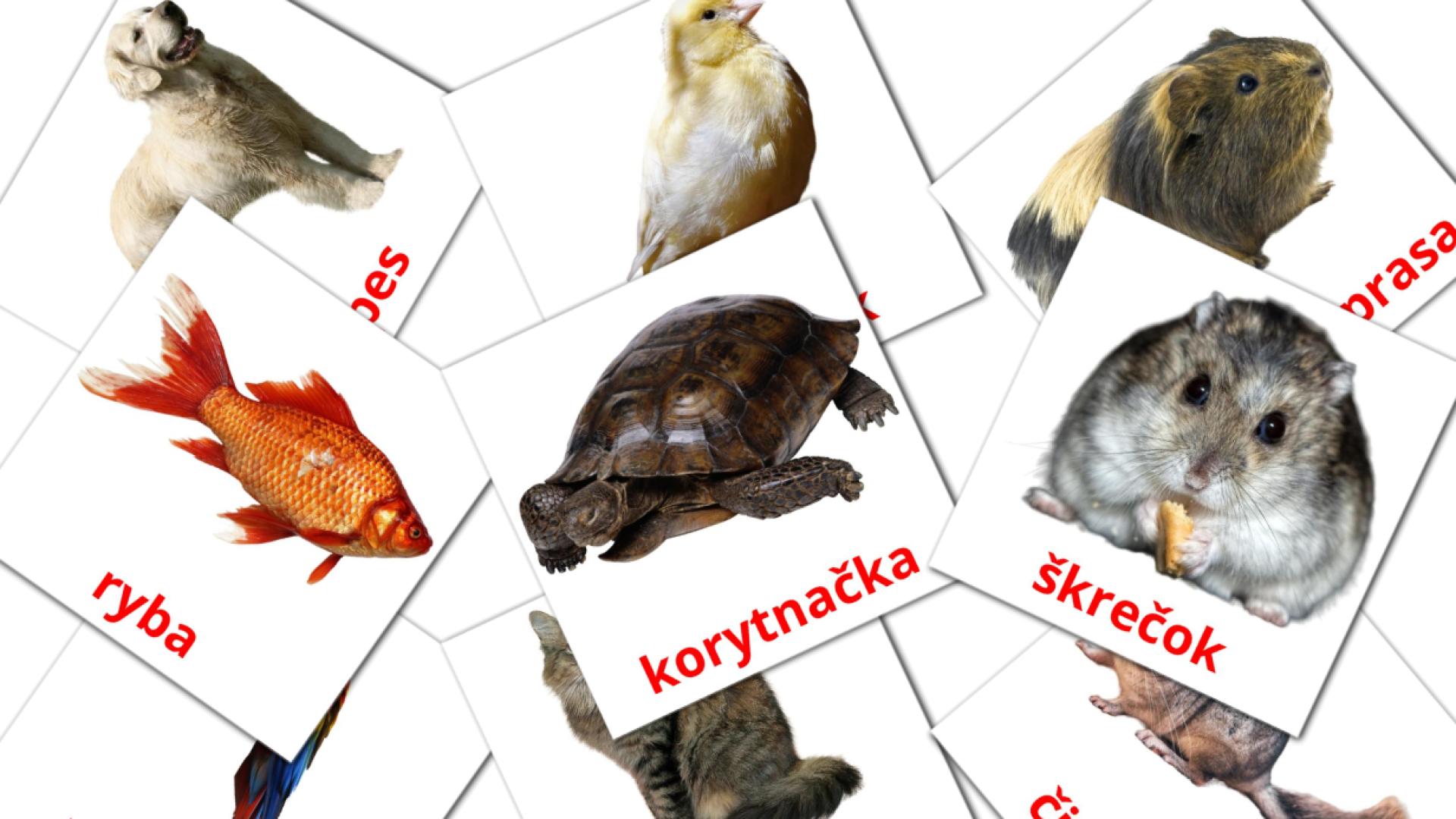 10 Bildkarten für Domáce zvieratá