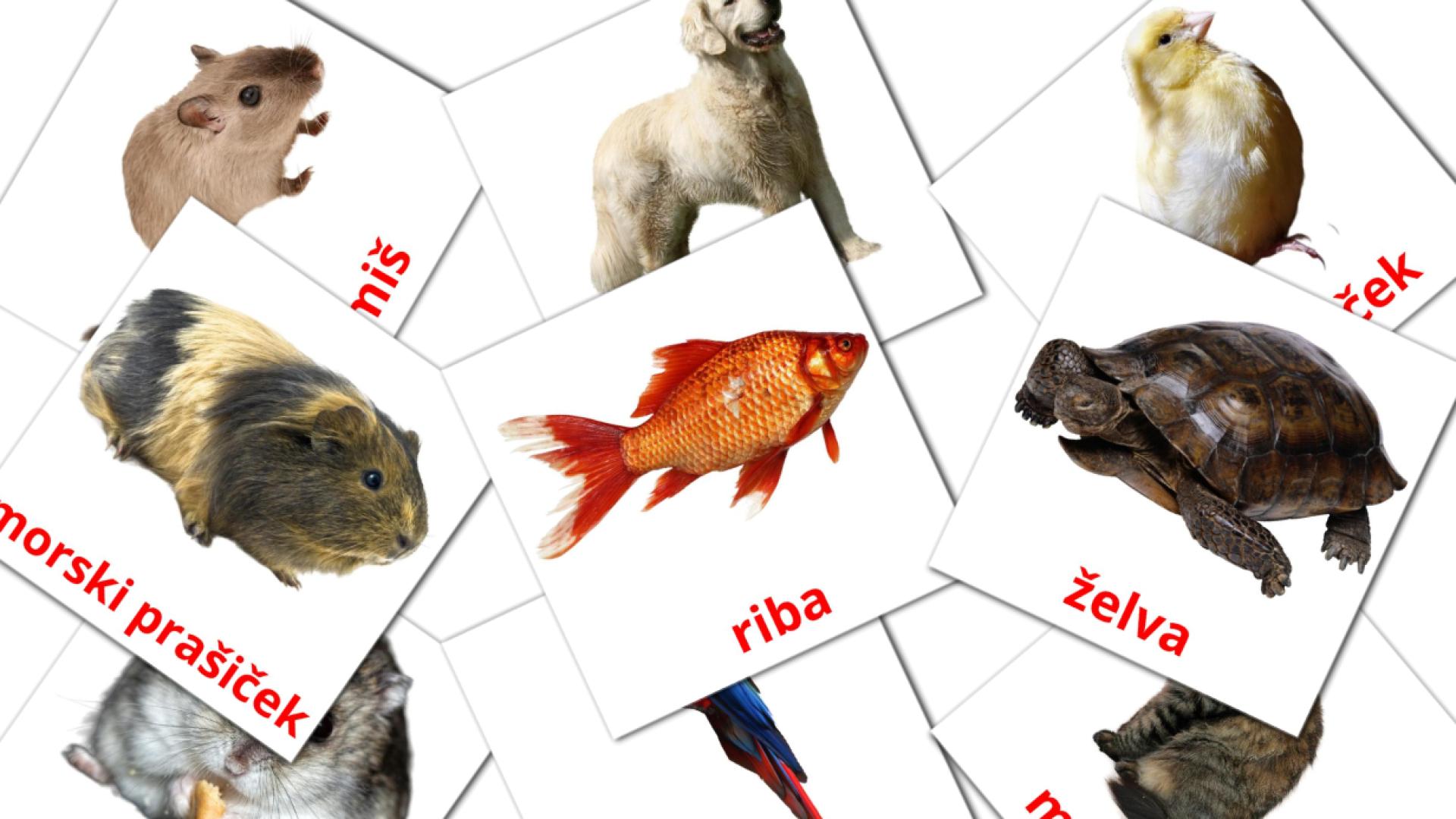 10 Bildkarten für Domače živali