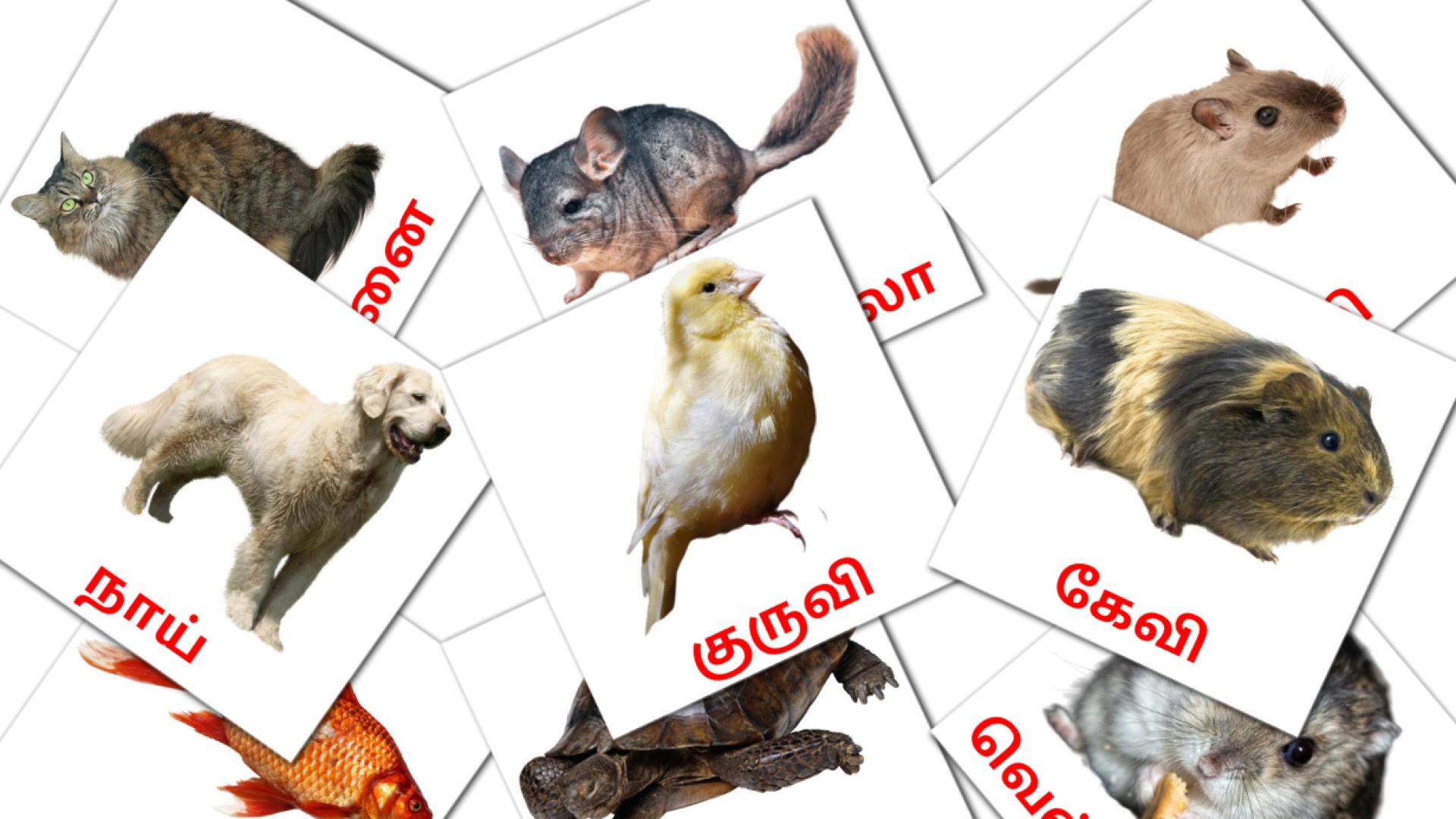 10 Bildkarten für வீட்டு விலங்குகள்