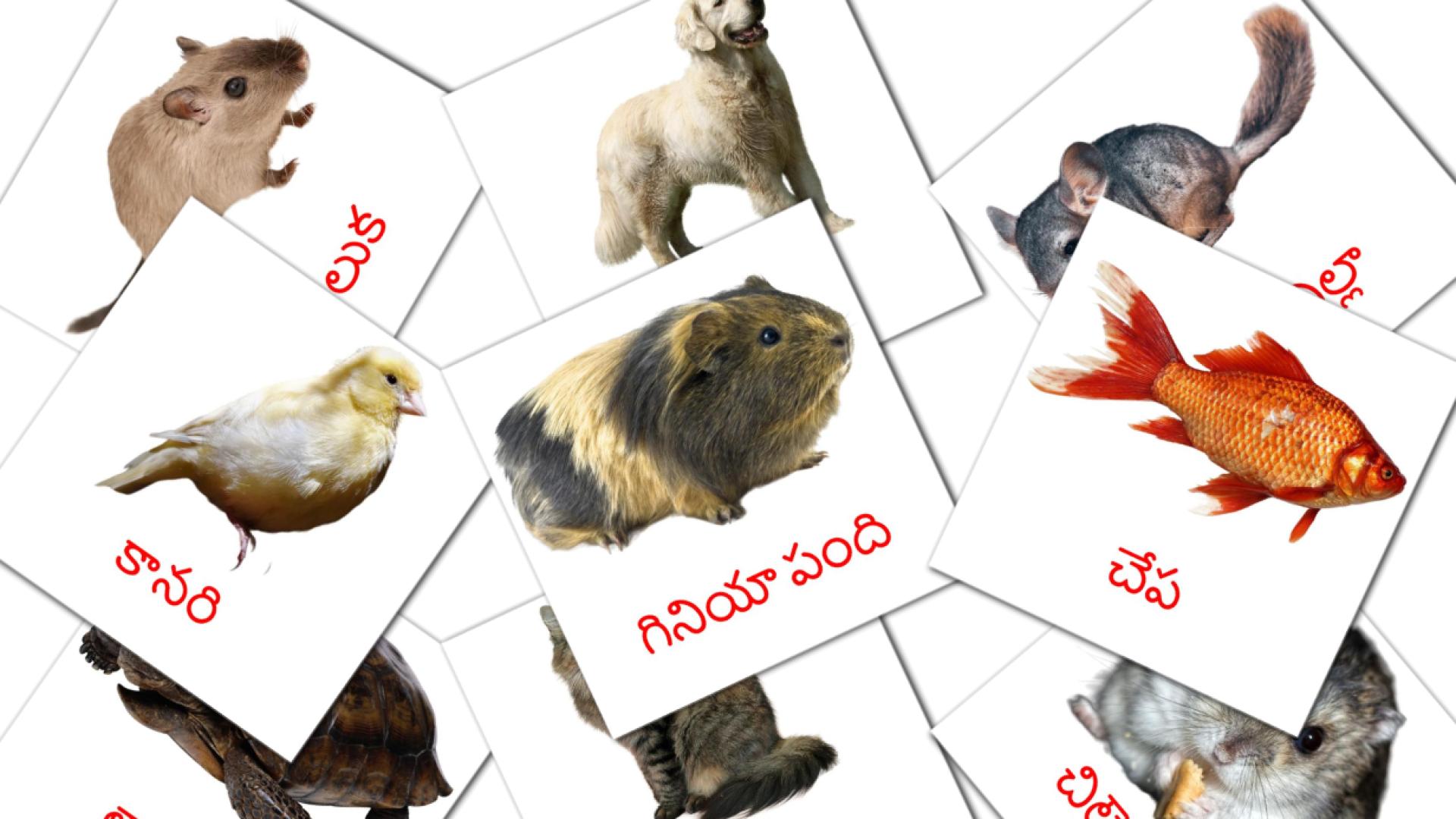 10 Flashcards de పెంపుడు జంతువులు