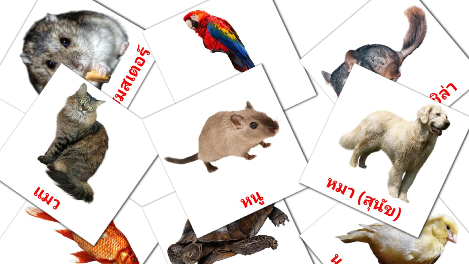 10 tarjetas didacticas de ชื่อสัตว์โลก