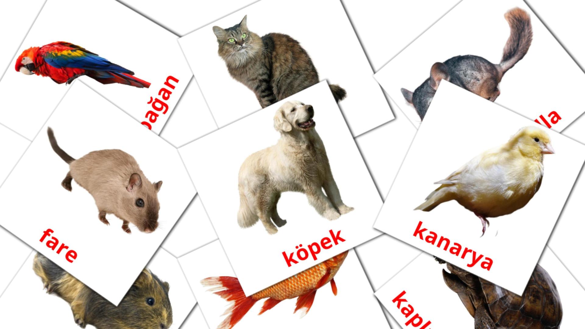 10 Bildkarten für Ev hayvanları