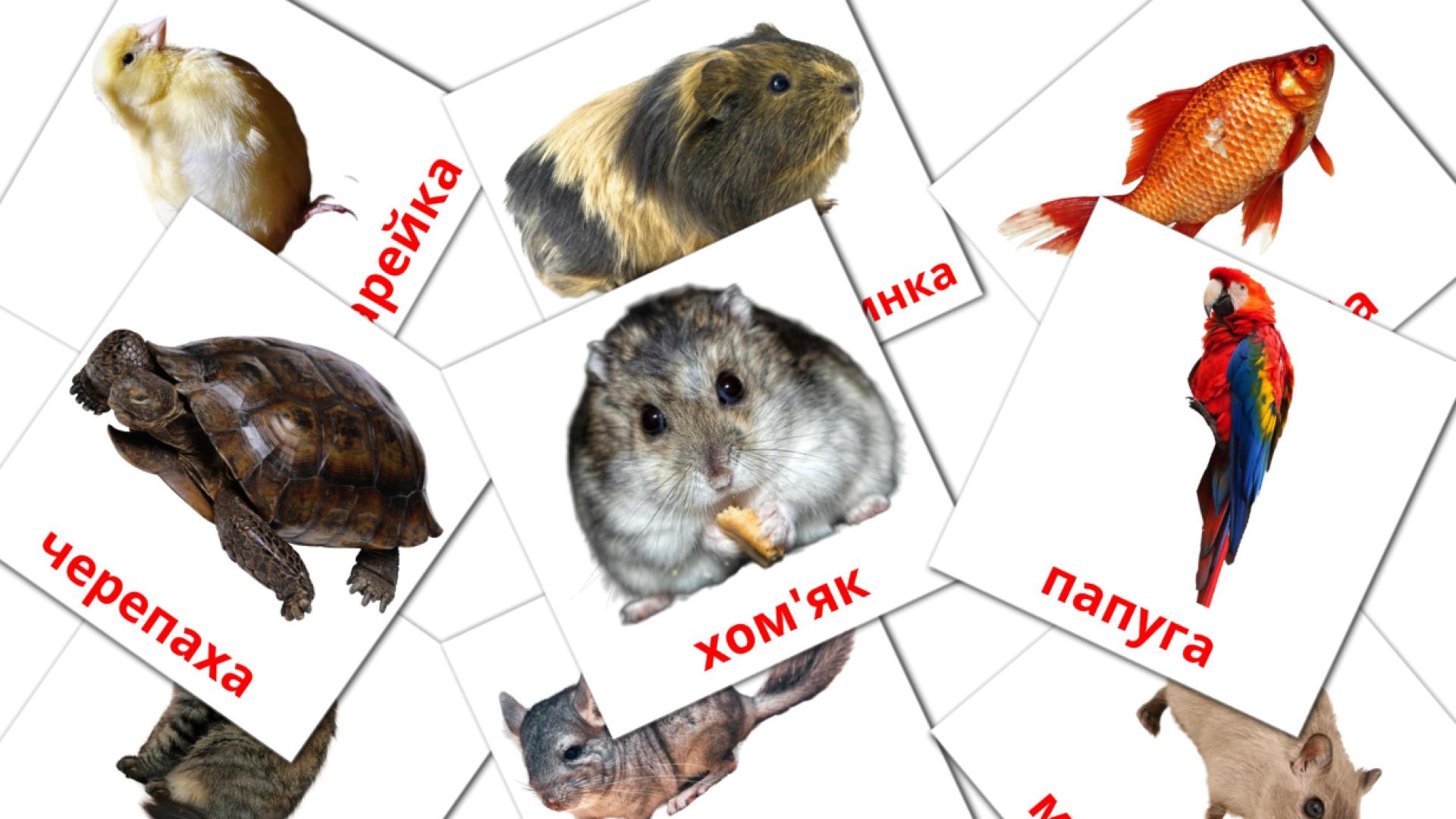 10 Bildkarten für Домашнi тварини