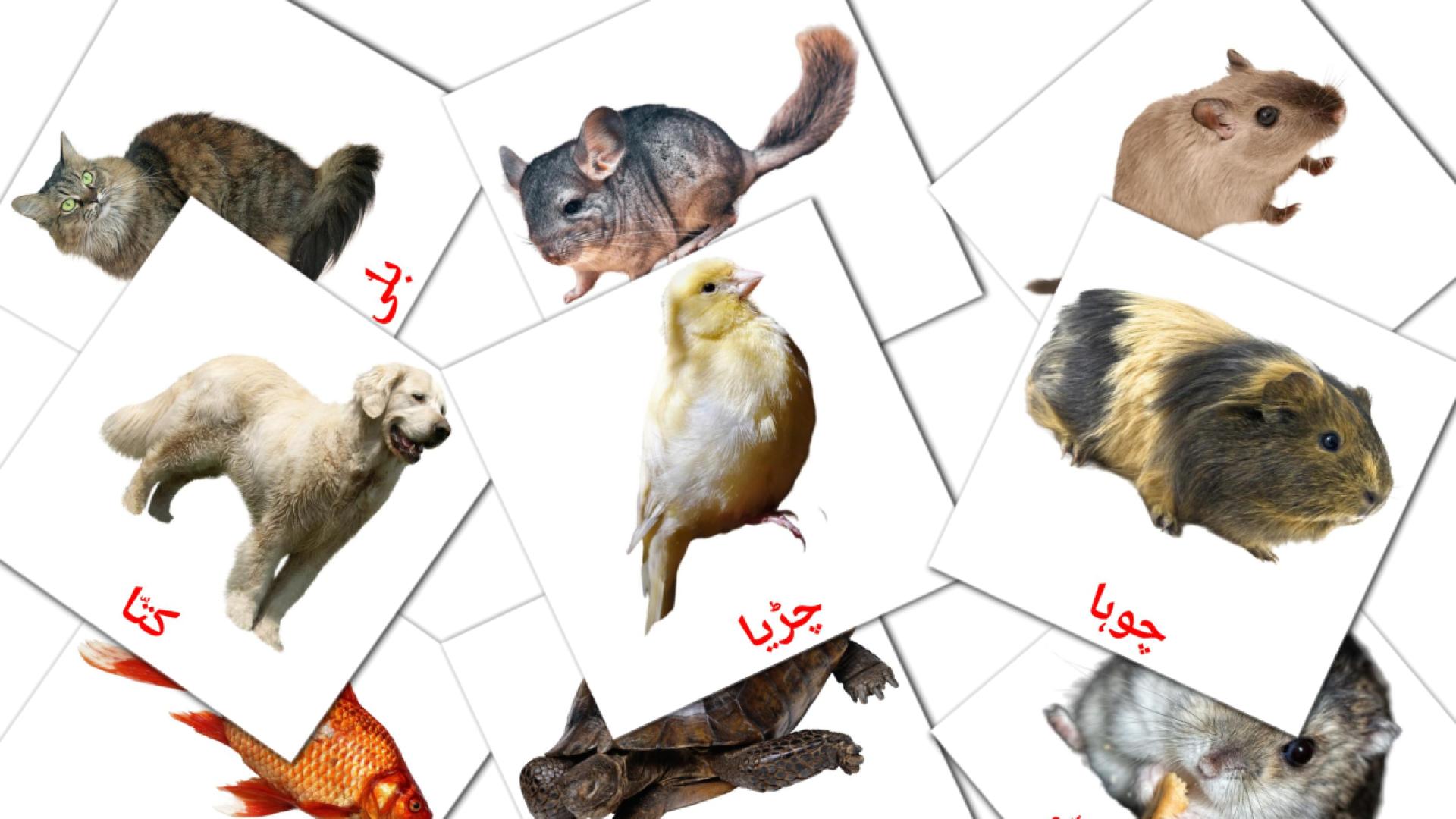 10 tarjetas didacticas de گھریلو جانور
