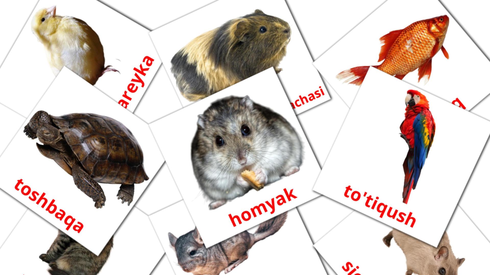 10 Bildkarten für Uy hayvonlari