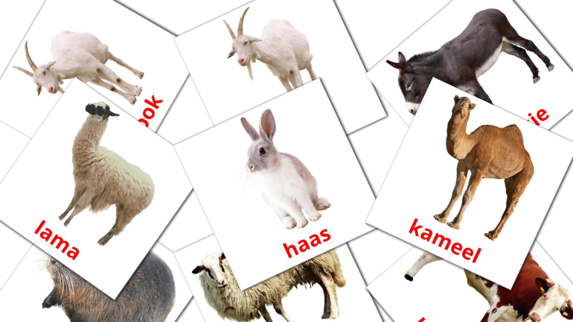 Animales en la Granja - tarjetas de vocabulario en afrikáans