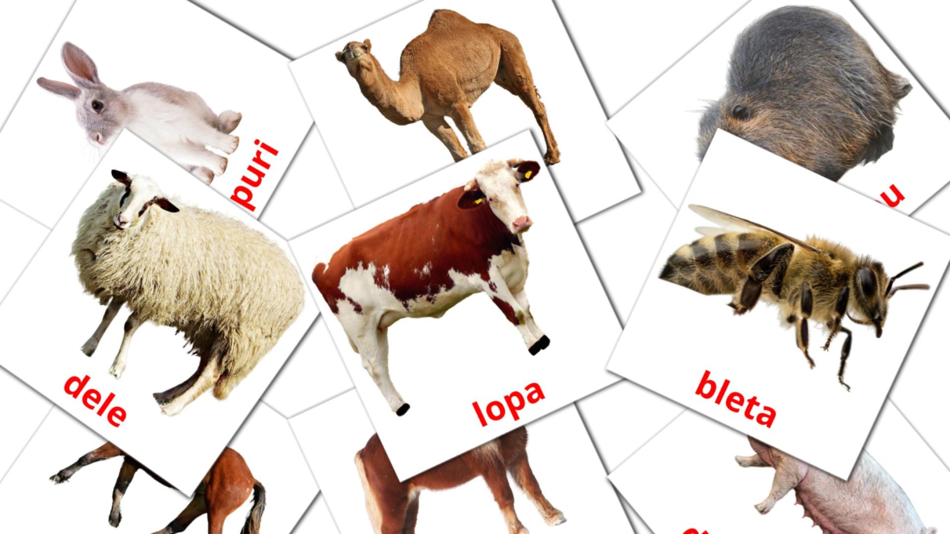 Animales en la Granja - tarjetas de vocabulario en albanés