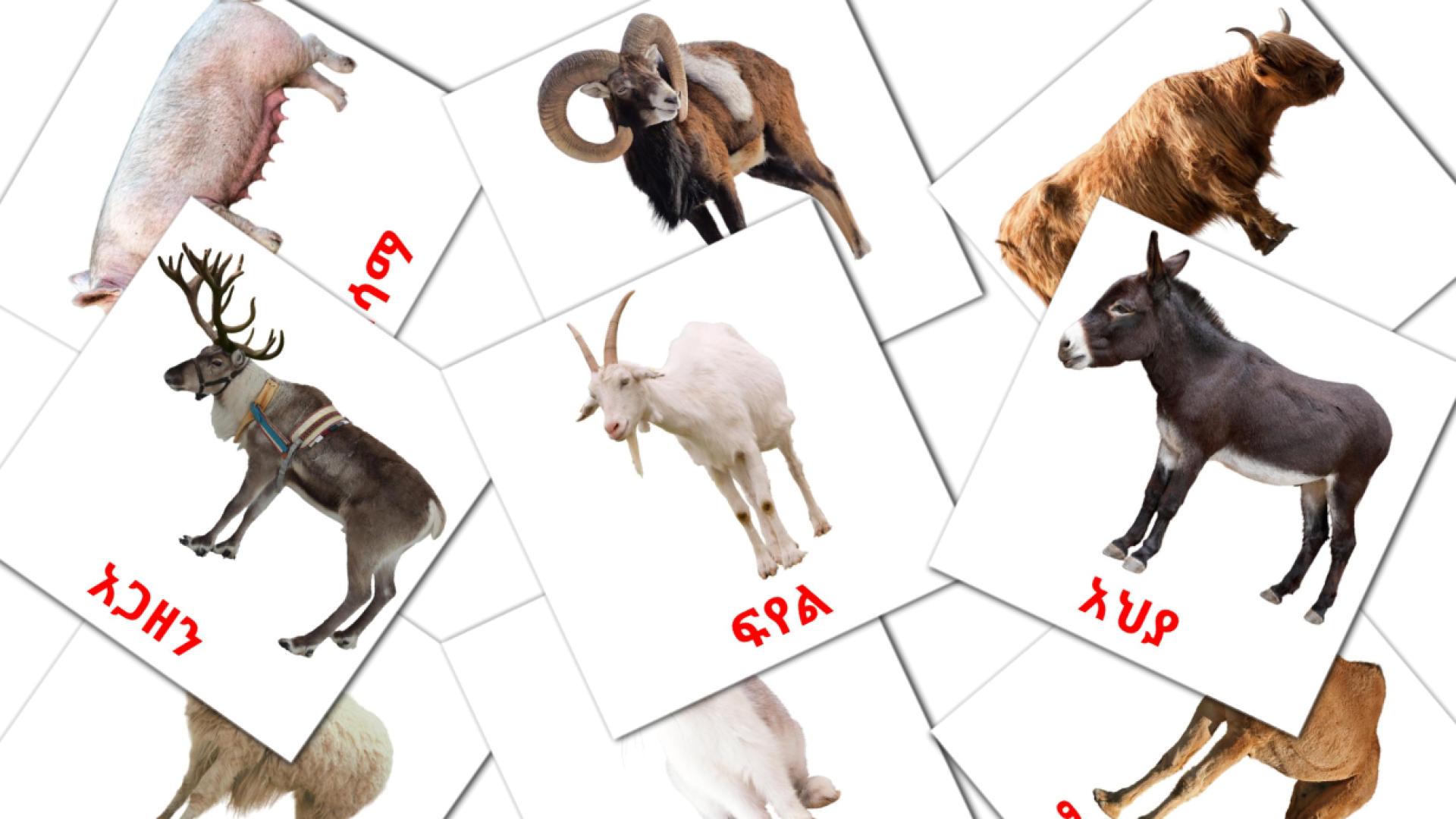 Animales en la Granja - tarjetas de vocabulario en amhárico