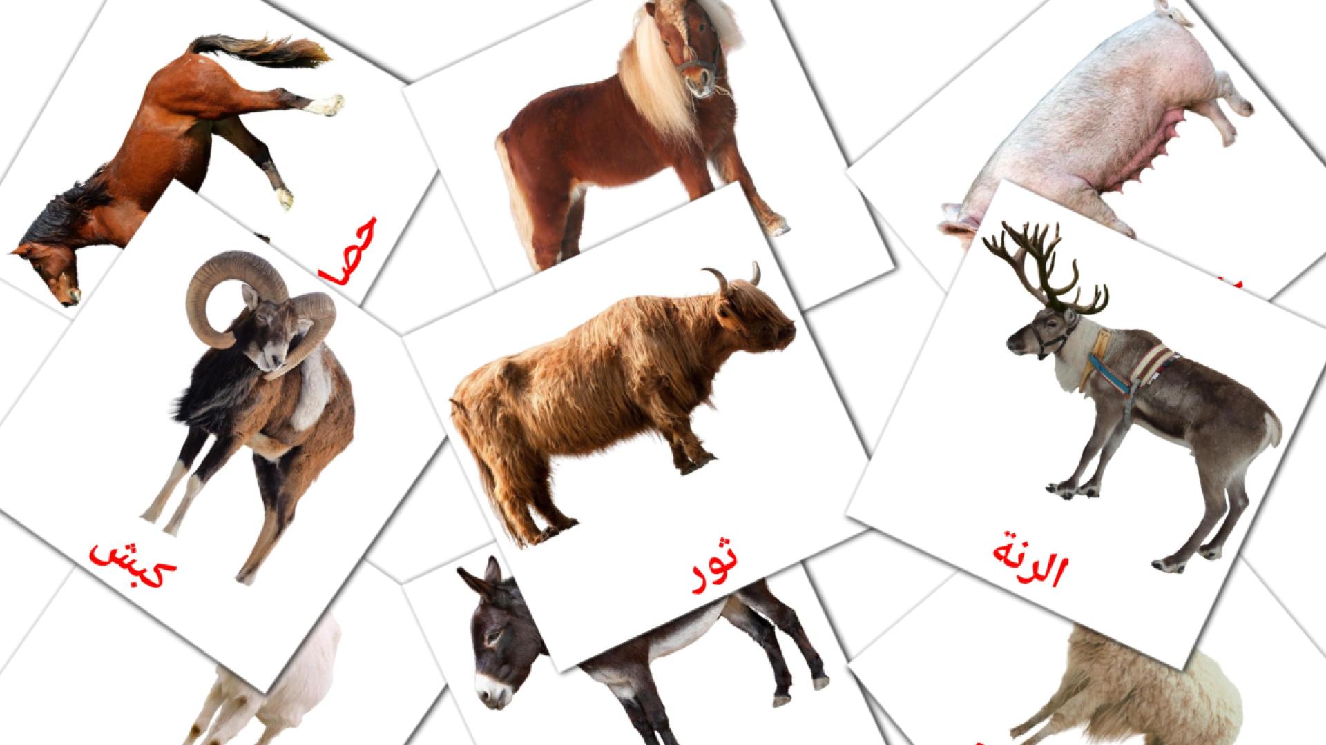 15 Flashcards de حيوانات المزرعة