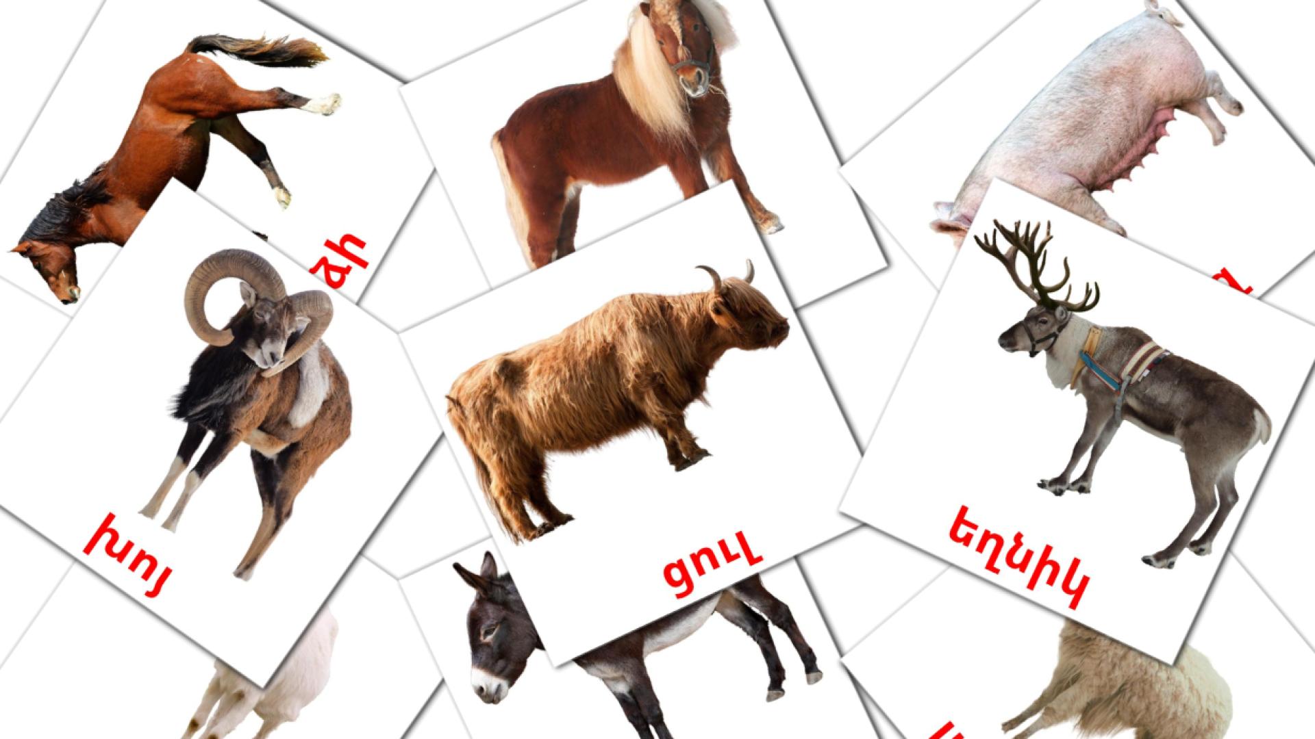 Farm animals - armenian vocabulary cards