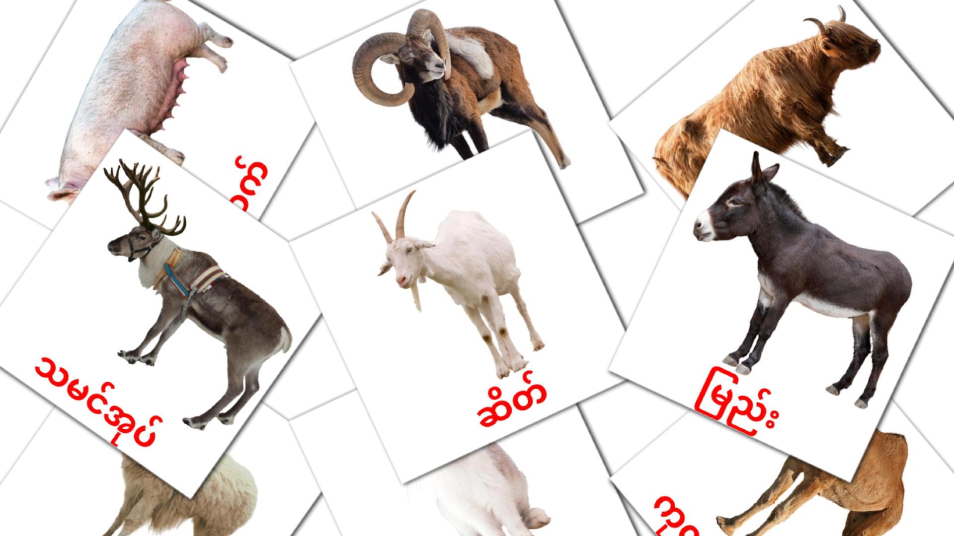 15 tarjetas didacticas de မွေးမြူရေးတိရစ္ဆာန်များ