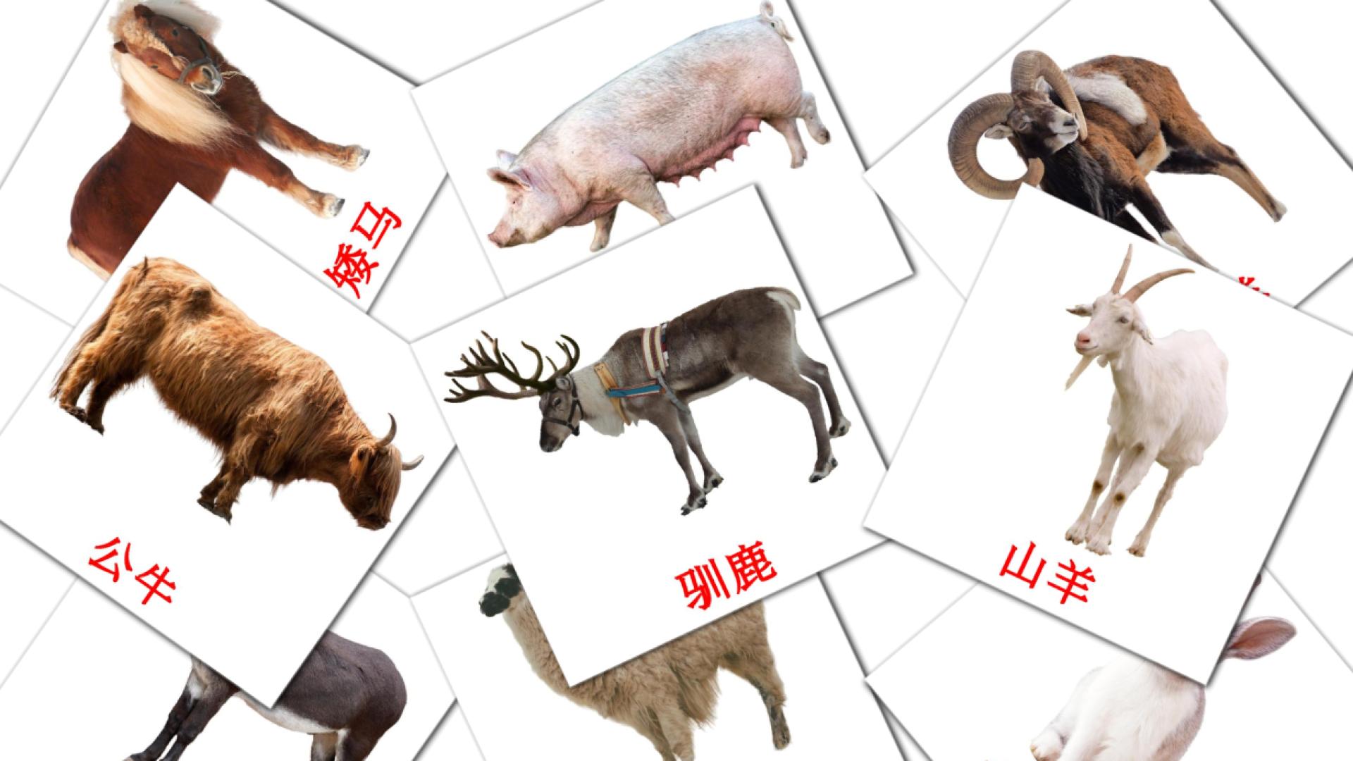 15 tarjetas didacticas de 农场动物
