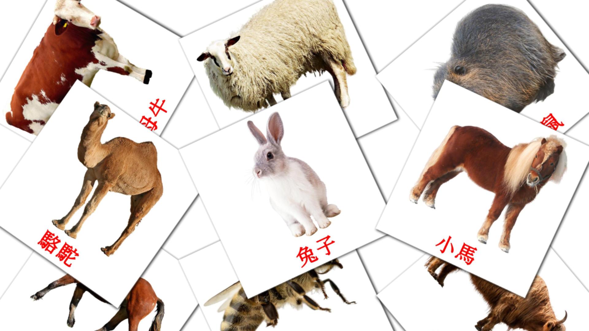 15 Flashcards de 農場動物