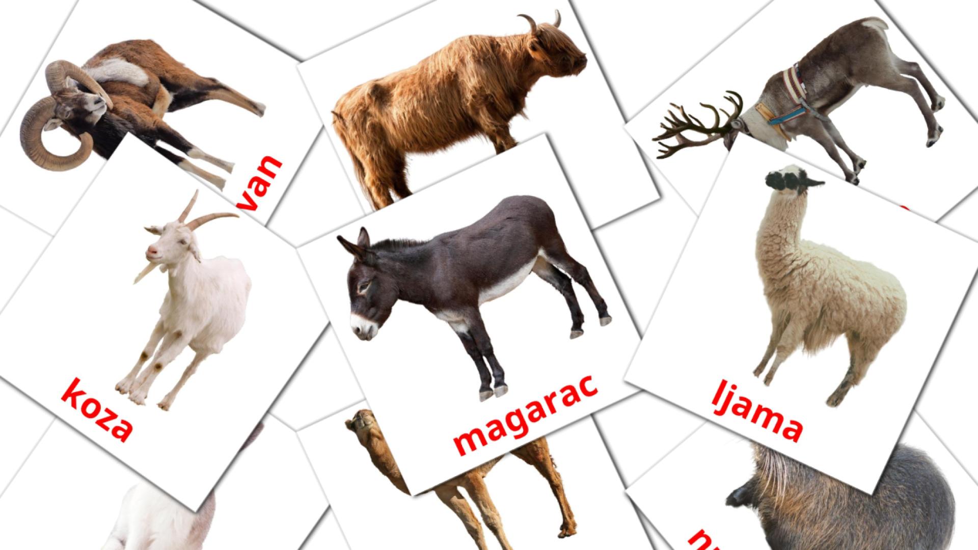 15 tarjetas didacticas de Stajske životinje