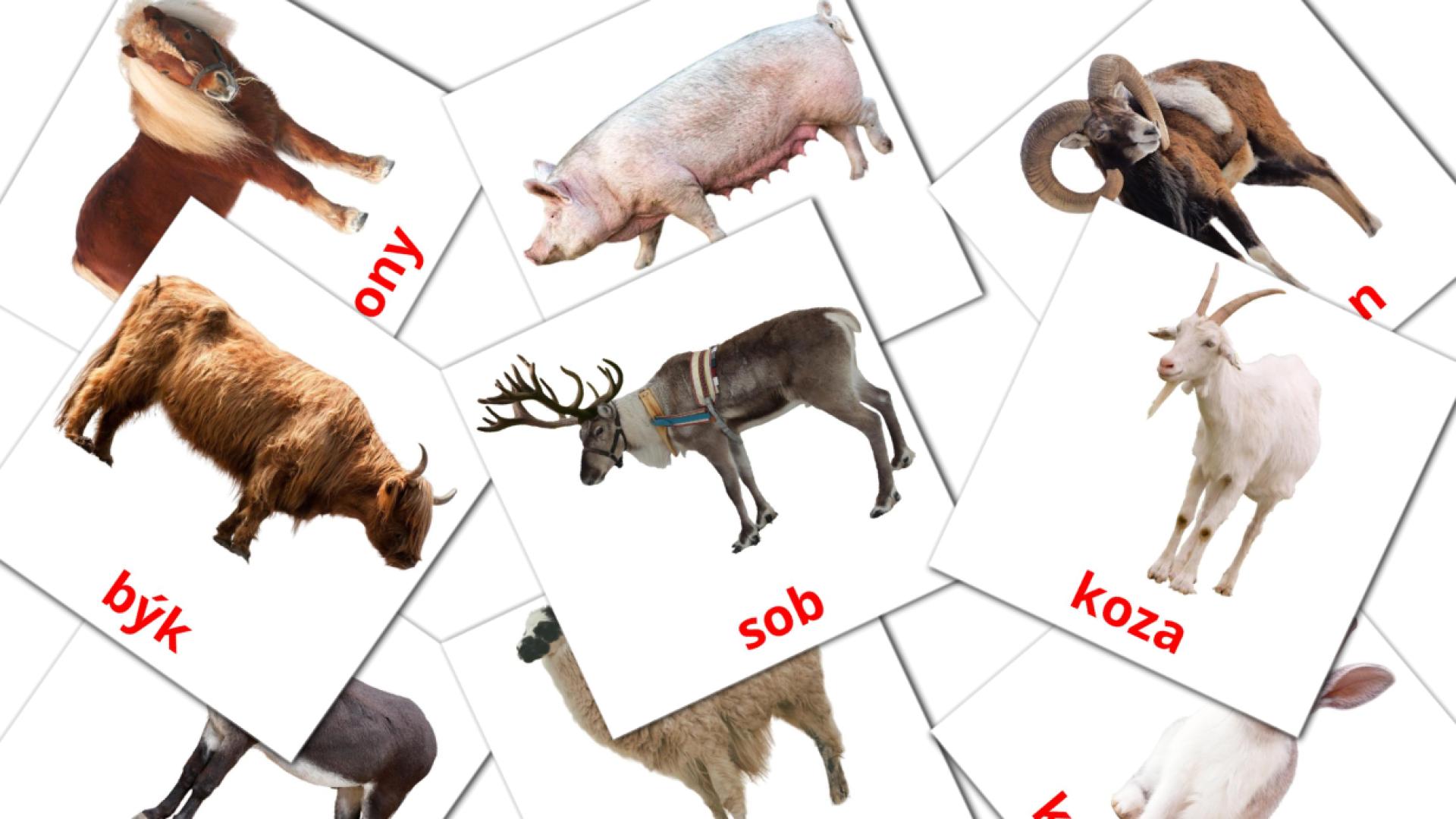 15 Bildkarten für Hospodářská zvířata