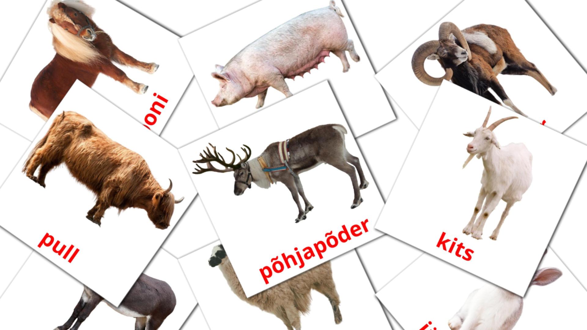 15 tarjetas didacticas de Külas olevad loomad