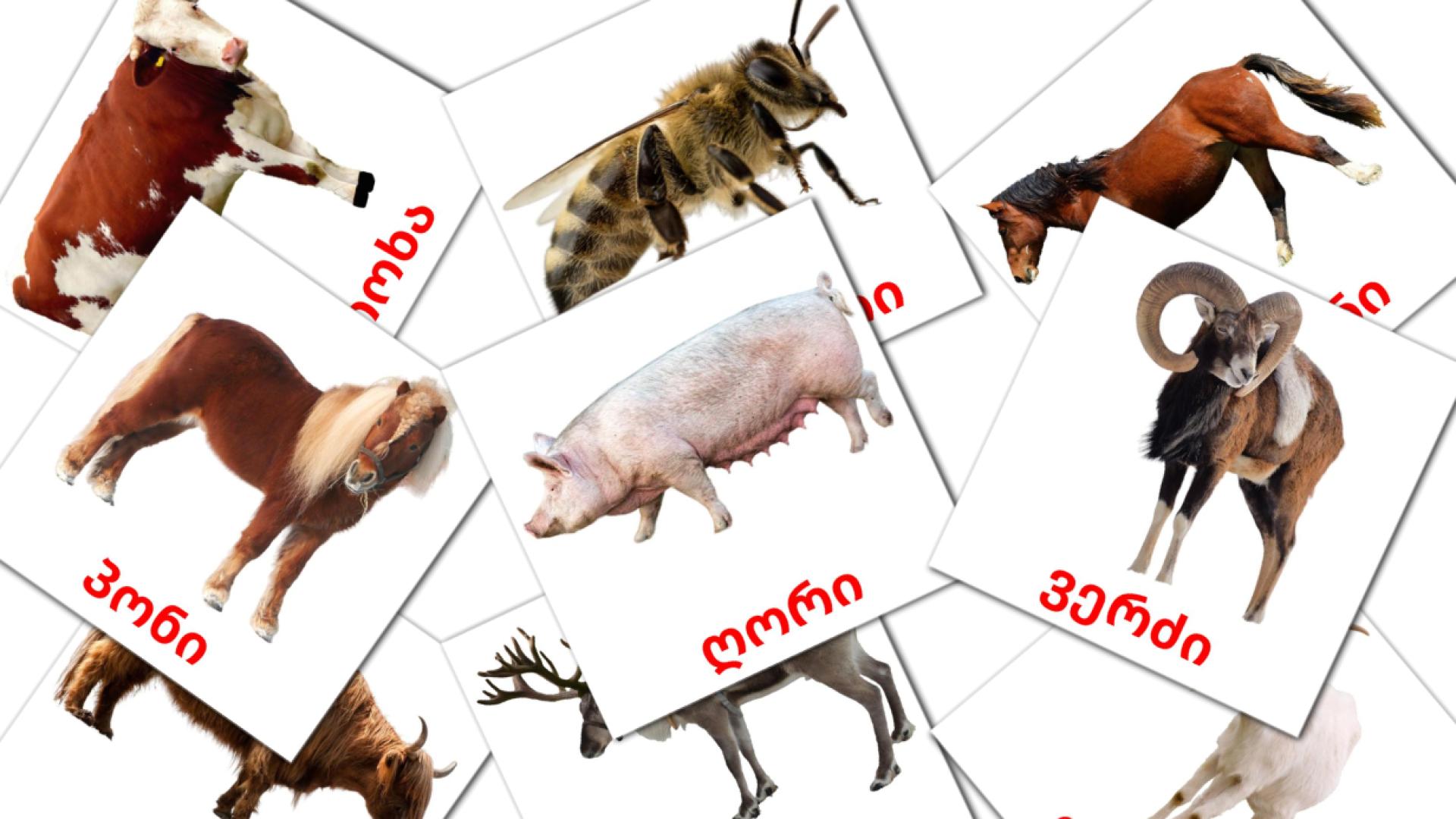 15 flashcards di ფერმის ცხოველები
