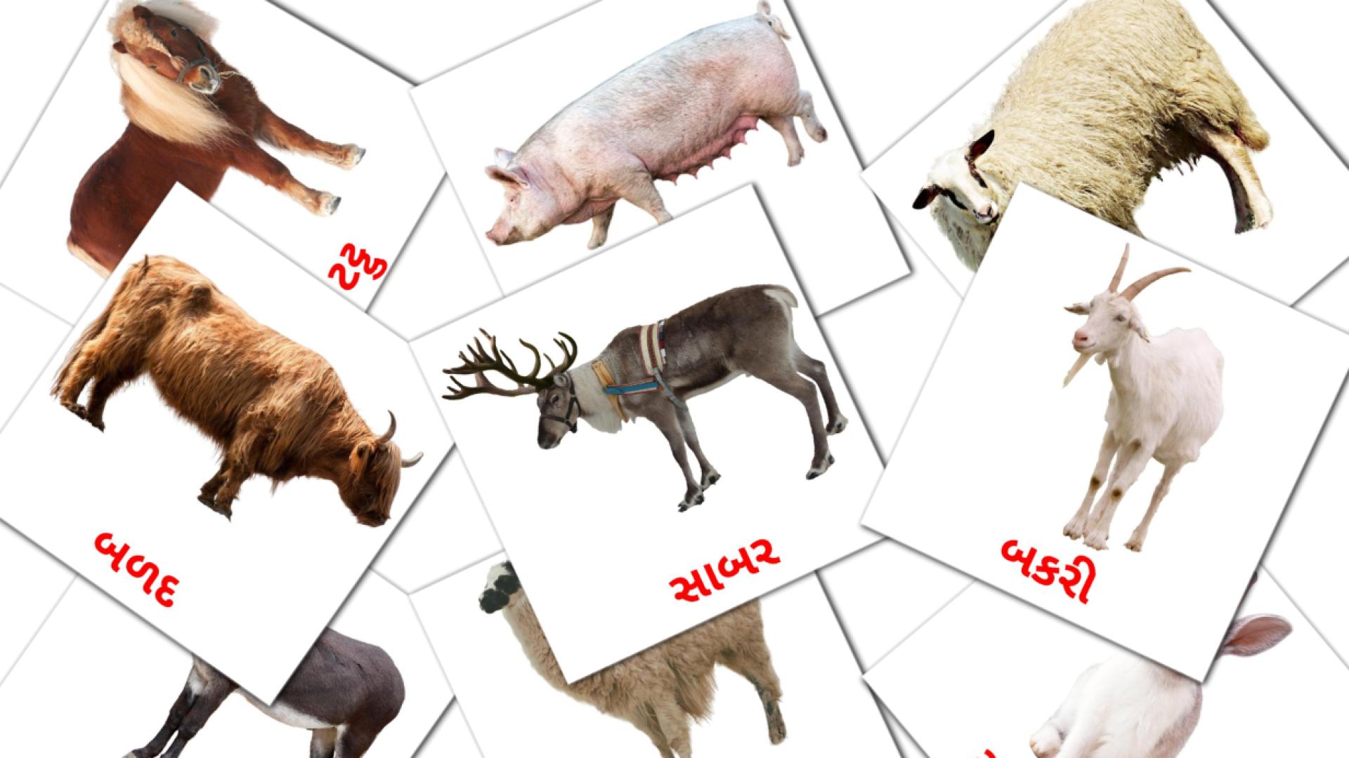 15 tarjetas didacticas de પાળેલા પ્રાણી