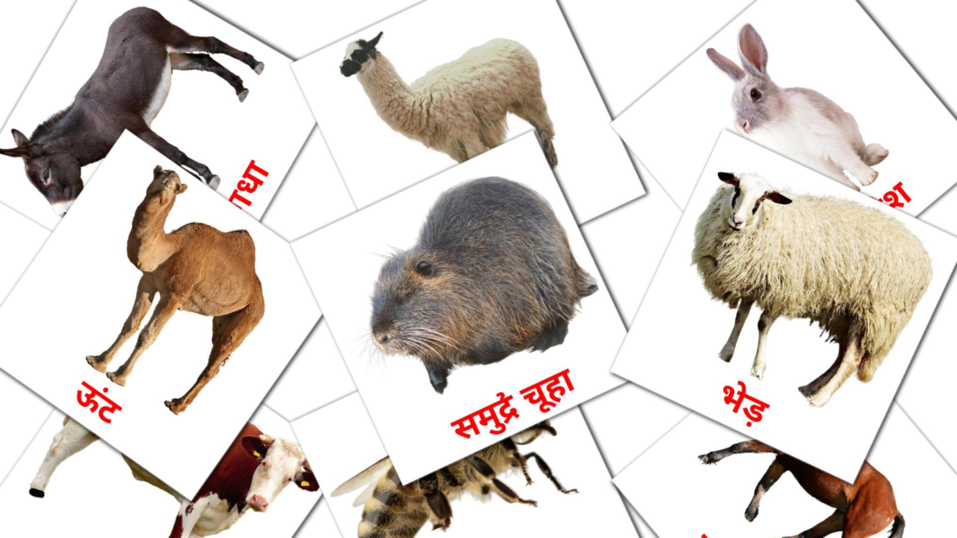 15 Bildkarten für खेत के जानवर