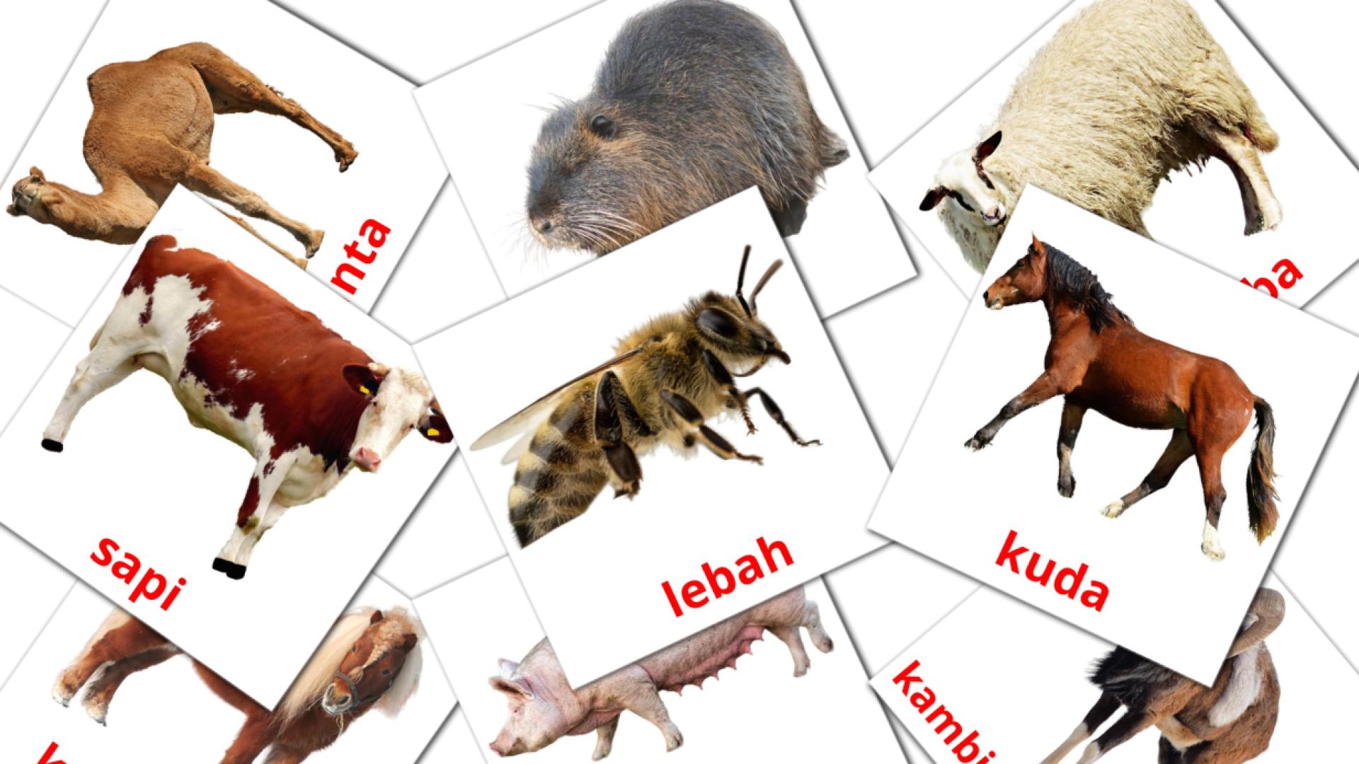 15 flashcards di Binatang ternak