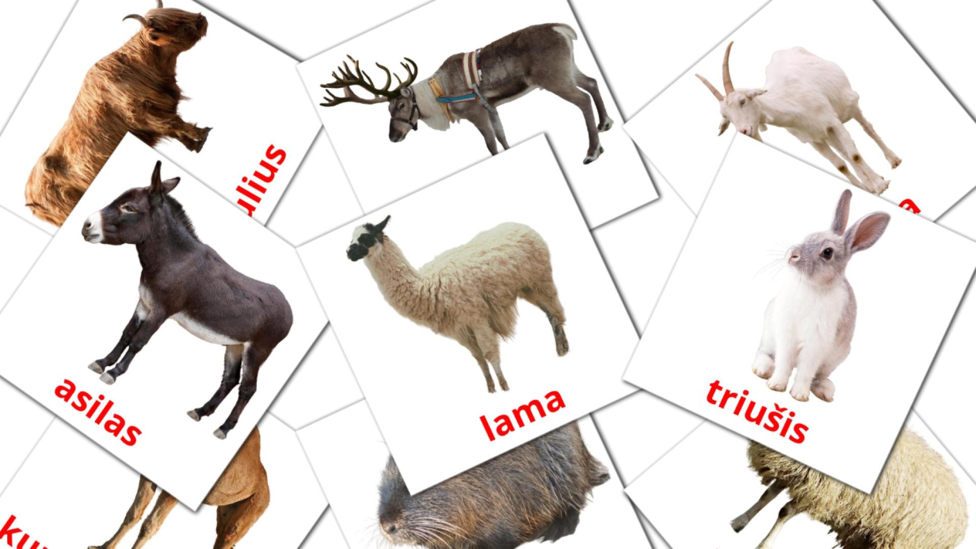 15 Bildkarten für Naminiai gyvuliai