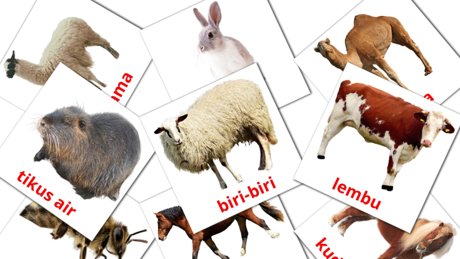15 Haiwan penternakan flashcards