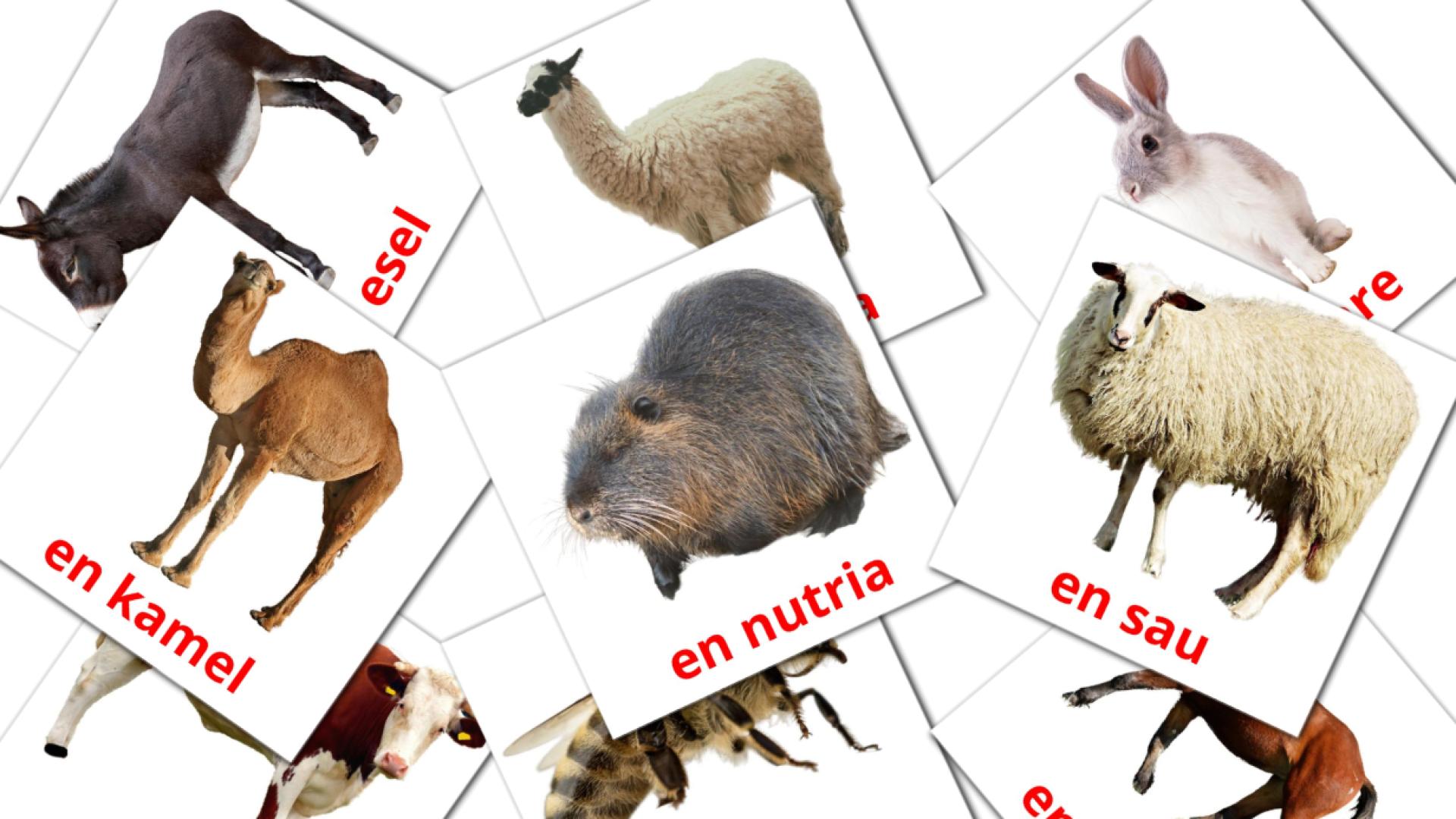 15 tarjetas didacticas de husdyr