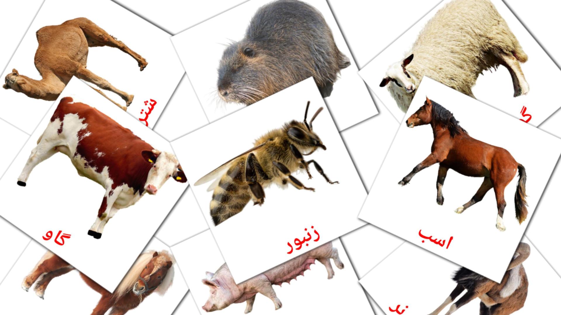 15 Bildkarten für جانوران مزرعه