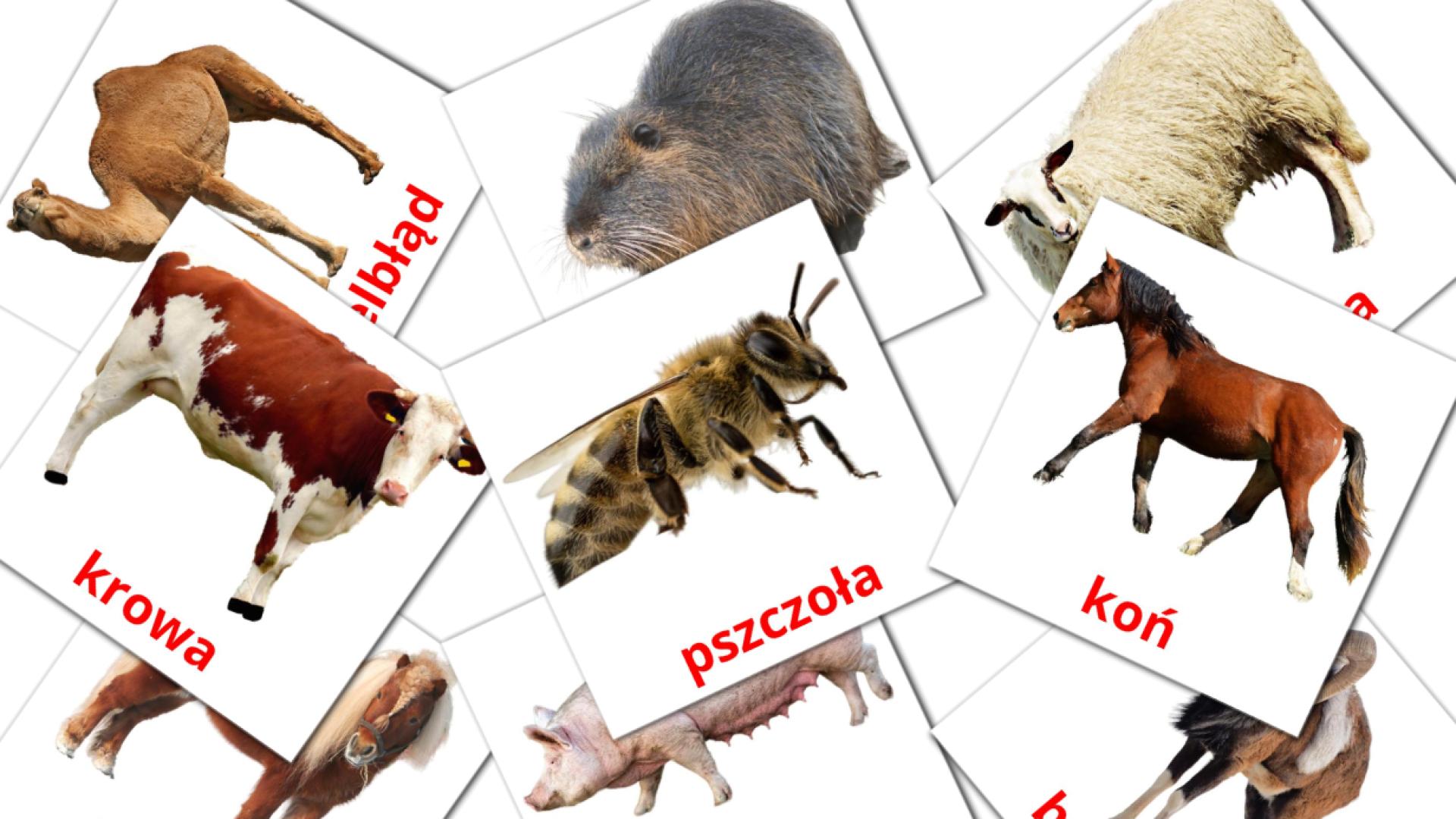 15 tarjetas didacticas de Zwierzęta wiejskie