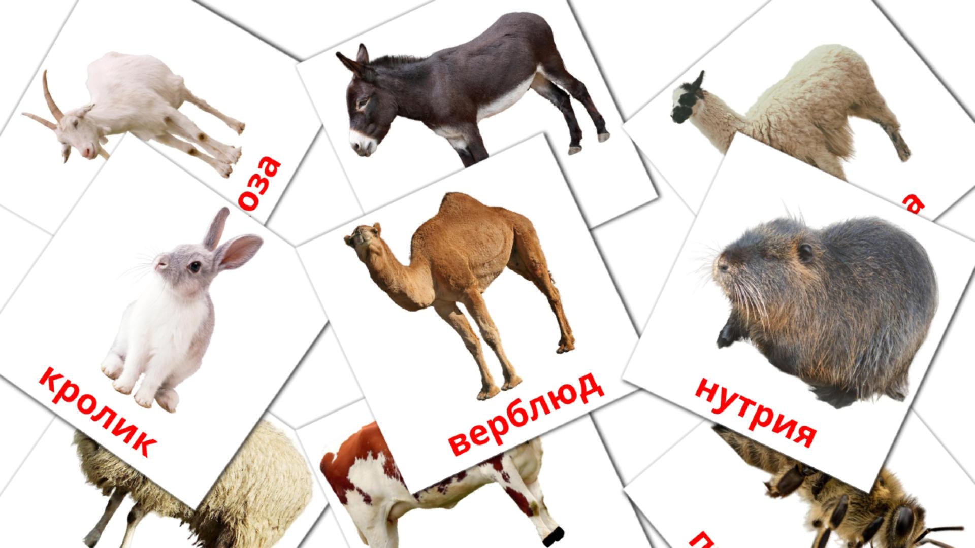 15 Bildkarten für Животные в деревне
