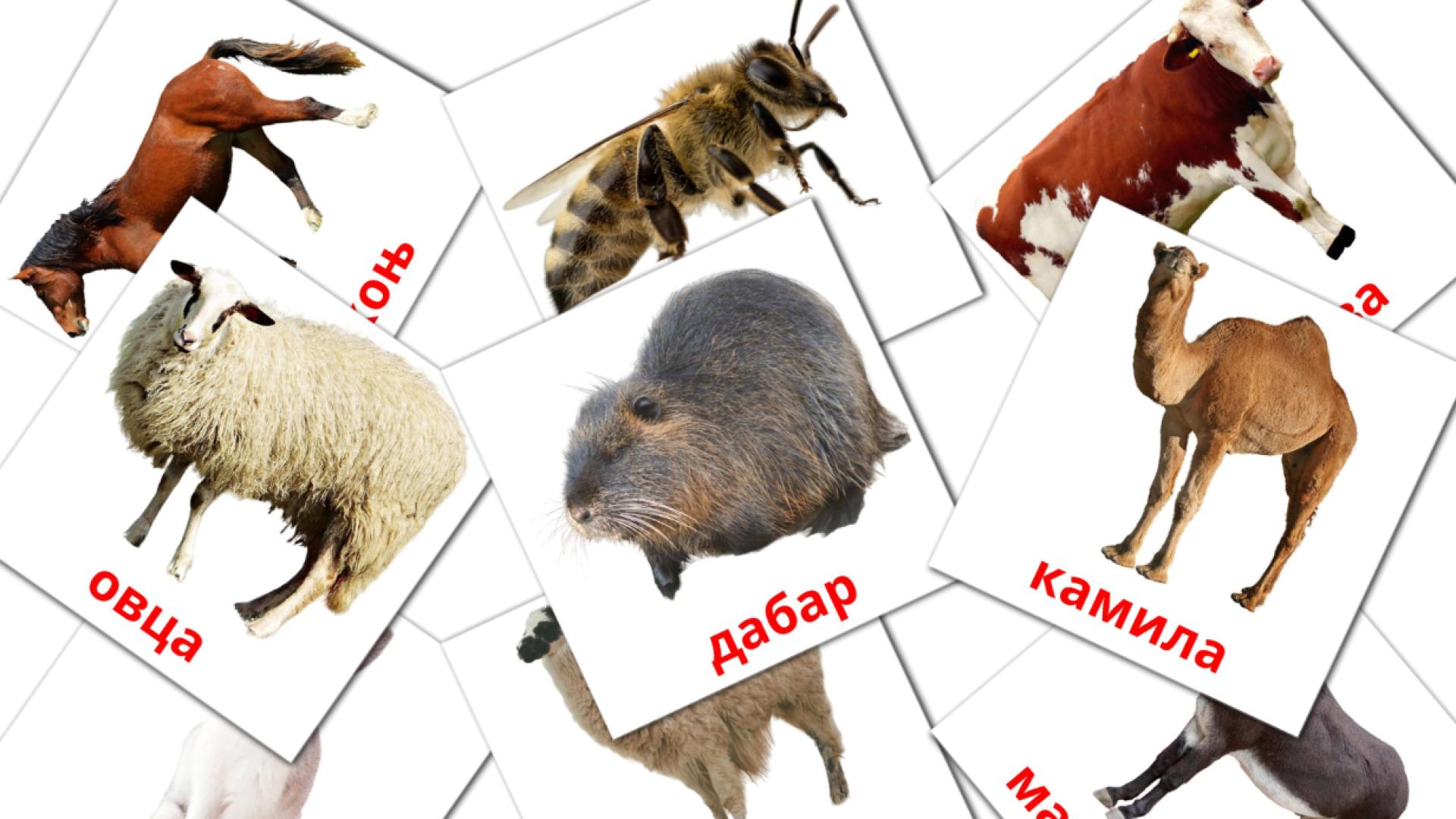 15 Bildkarten für Животиње са фарме