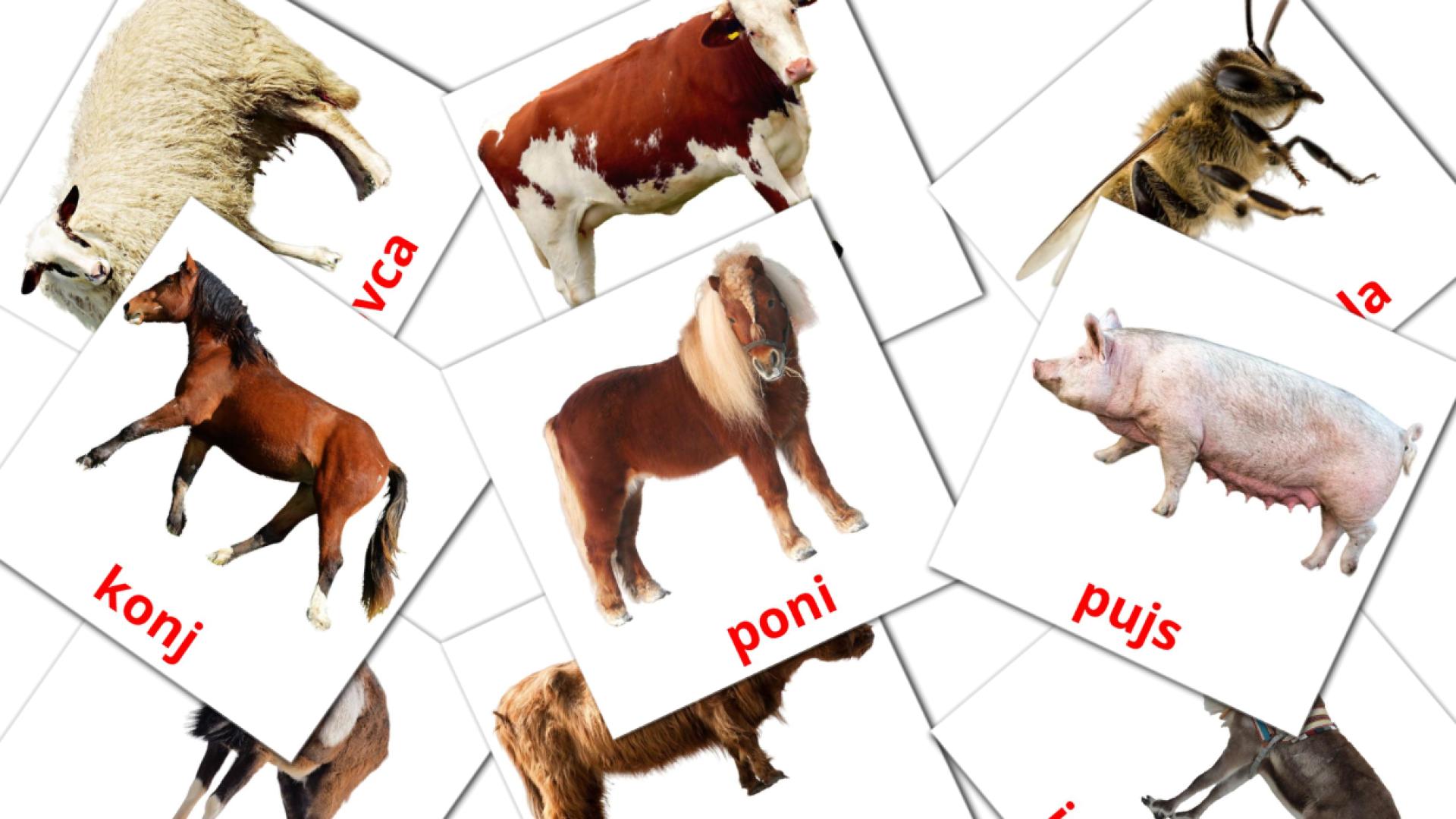 15 Bildkarten für Živali na kmetiji