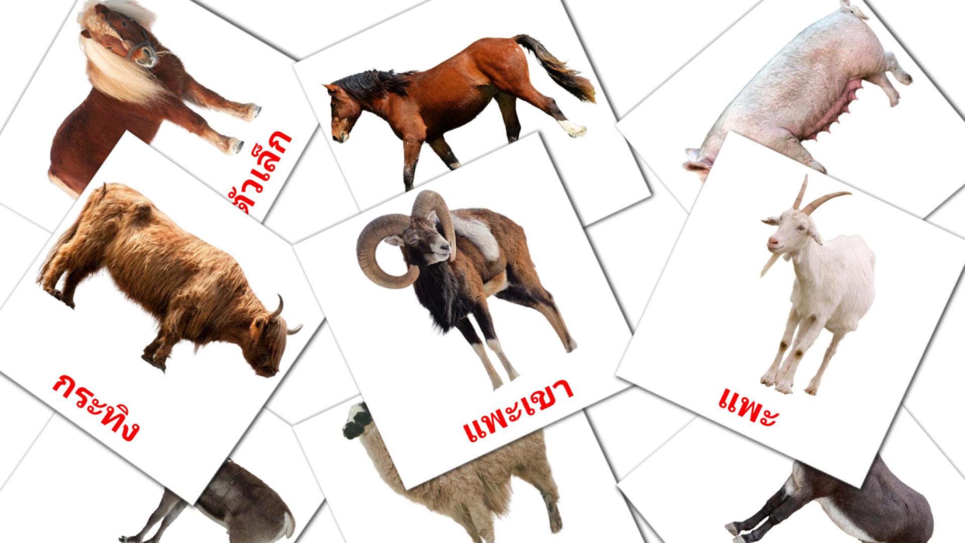 14 Flashcards de สัตว์ในฟาร์ม
