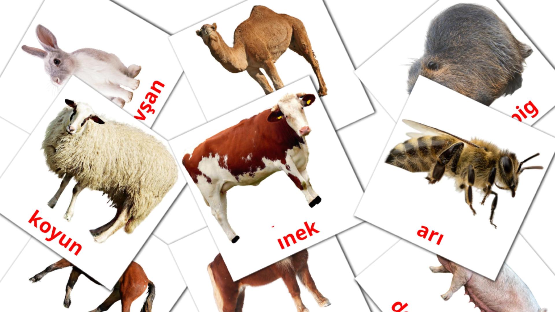 15 flashcards di Çiftlik Hayvanları