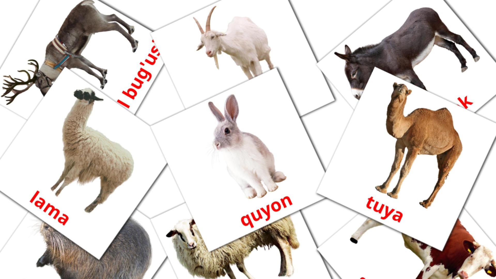 15 Flashcards de Ferma hayvonlari