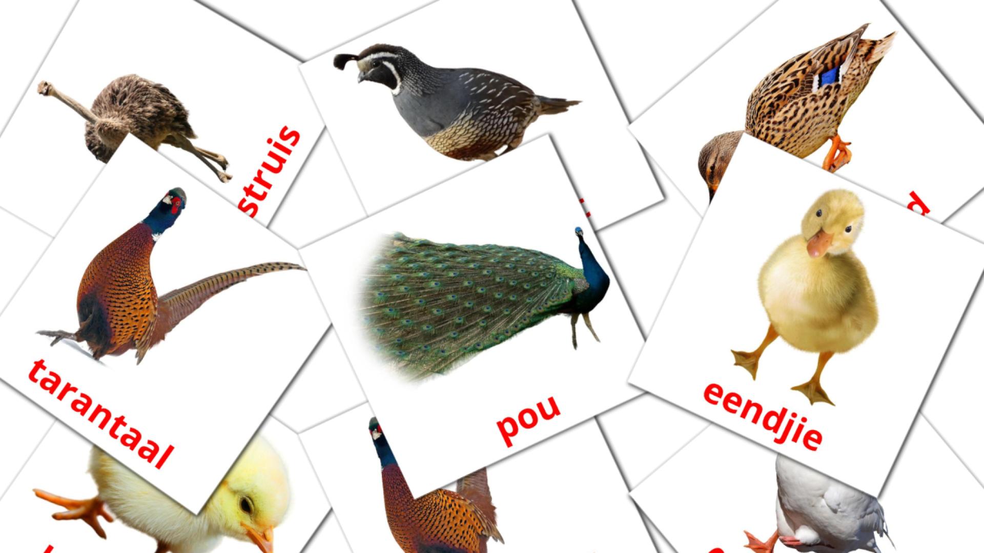 Aves da Quinta - Cartões de vocabulário afrikaans