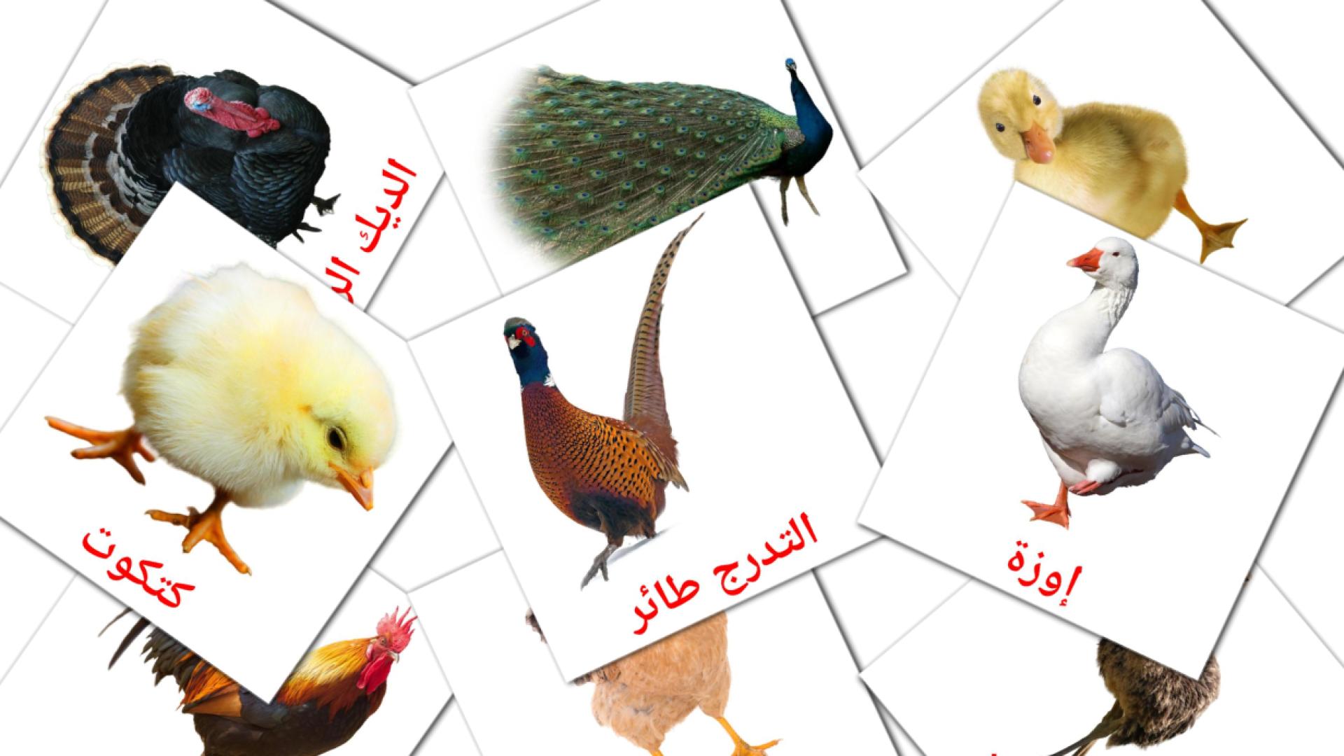 Aves da Quinta - Cartões de vocabulário árabe