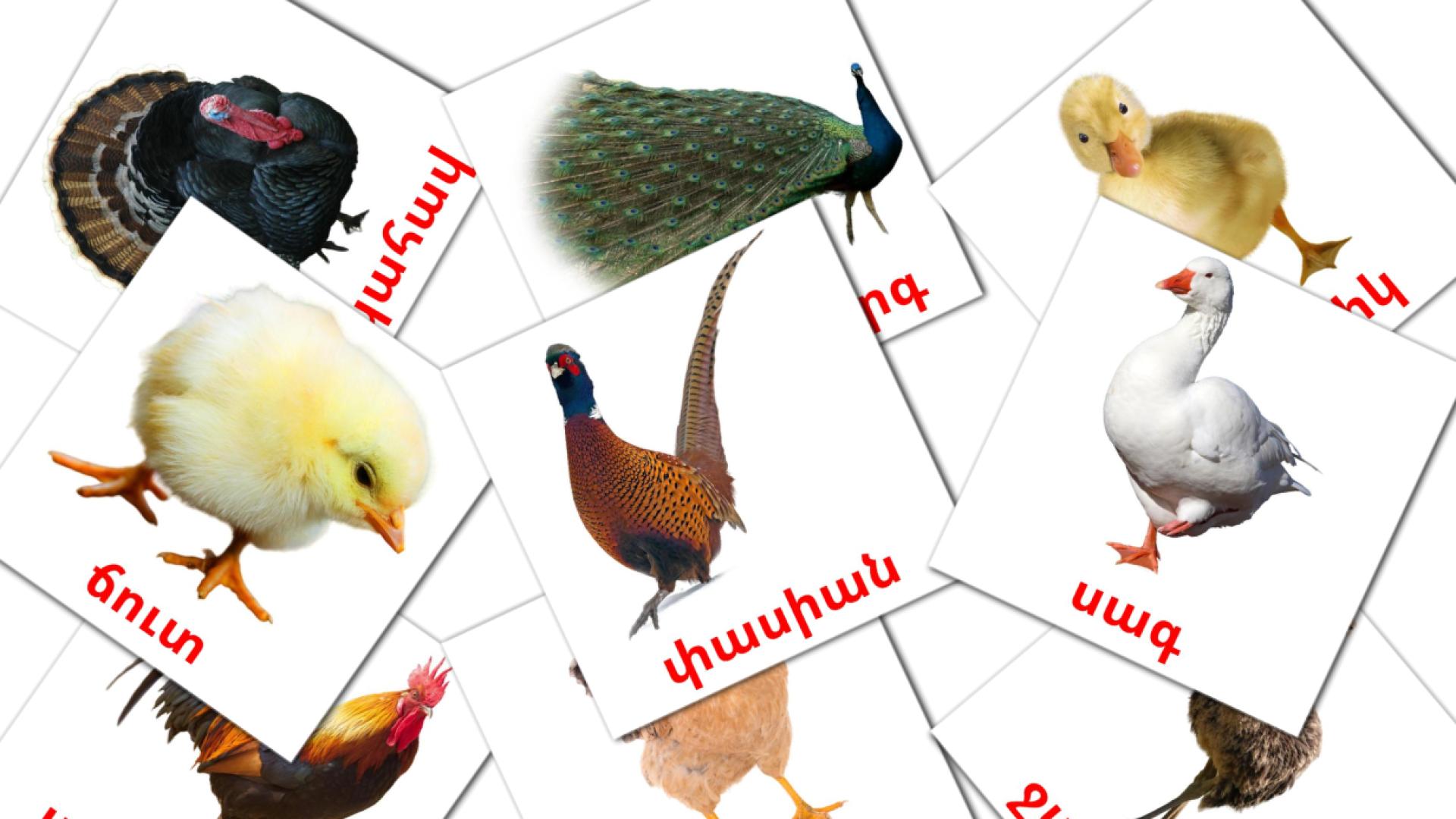 Aves de granja - tarjetas de vocabulario en armenio