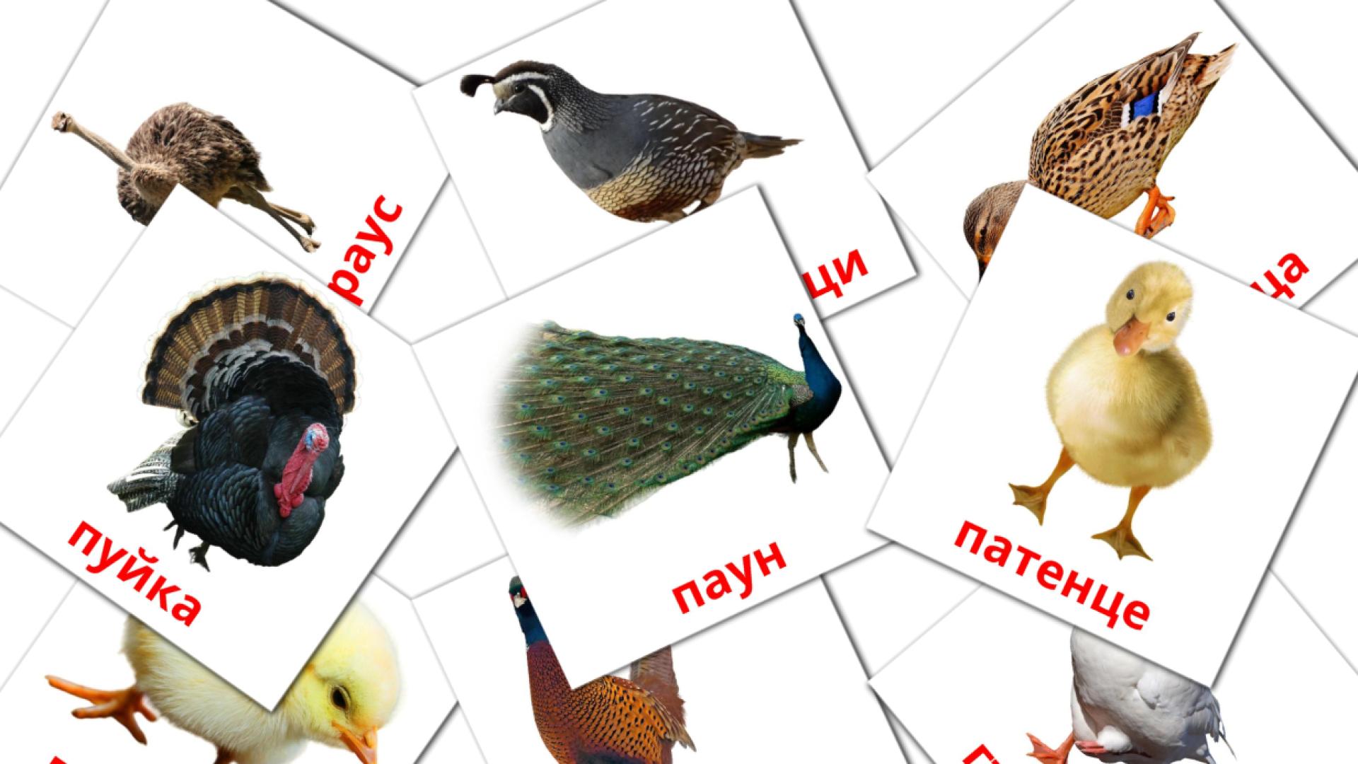 11 Bildkarten für Домашни птици