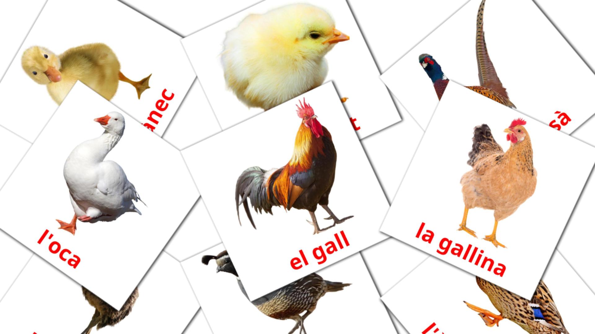 11 tarjetas didacticas de Aus de granja