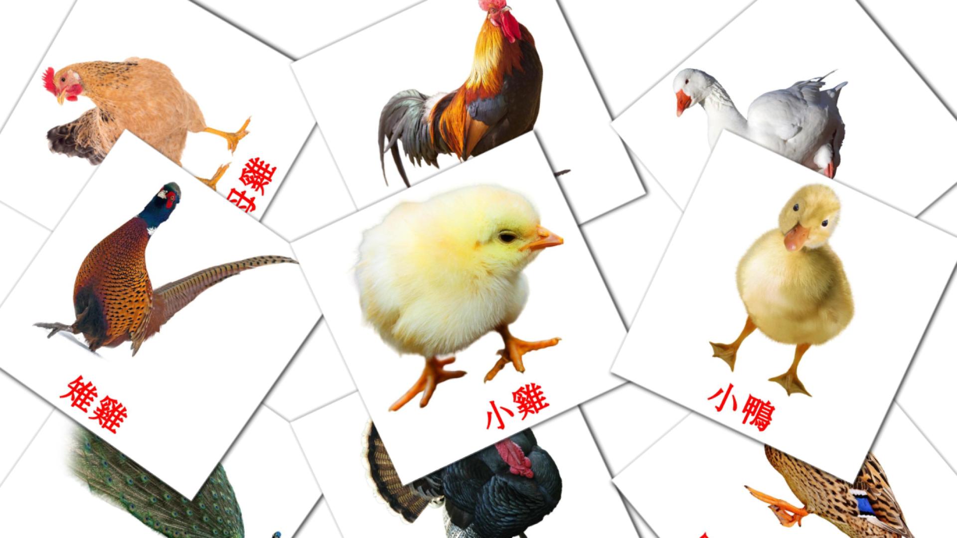 11 Flashcards de 農場鳥類