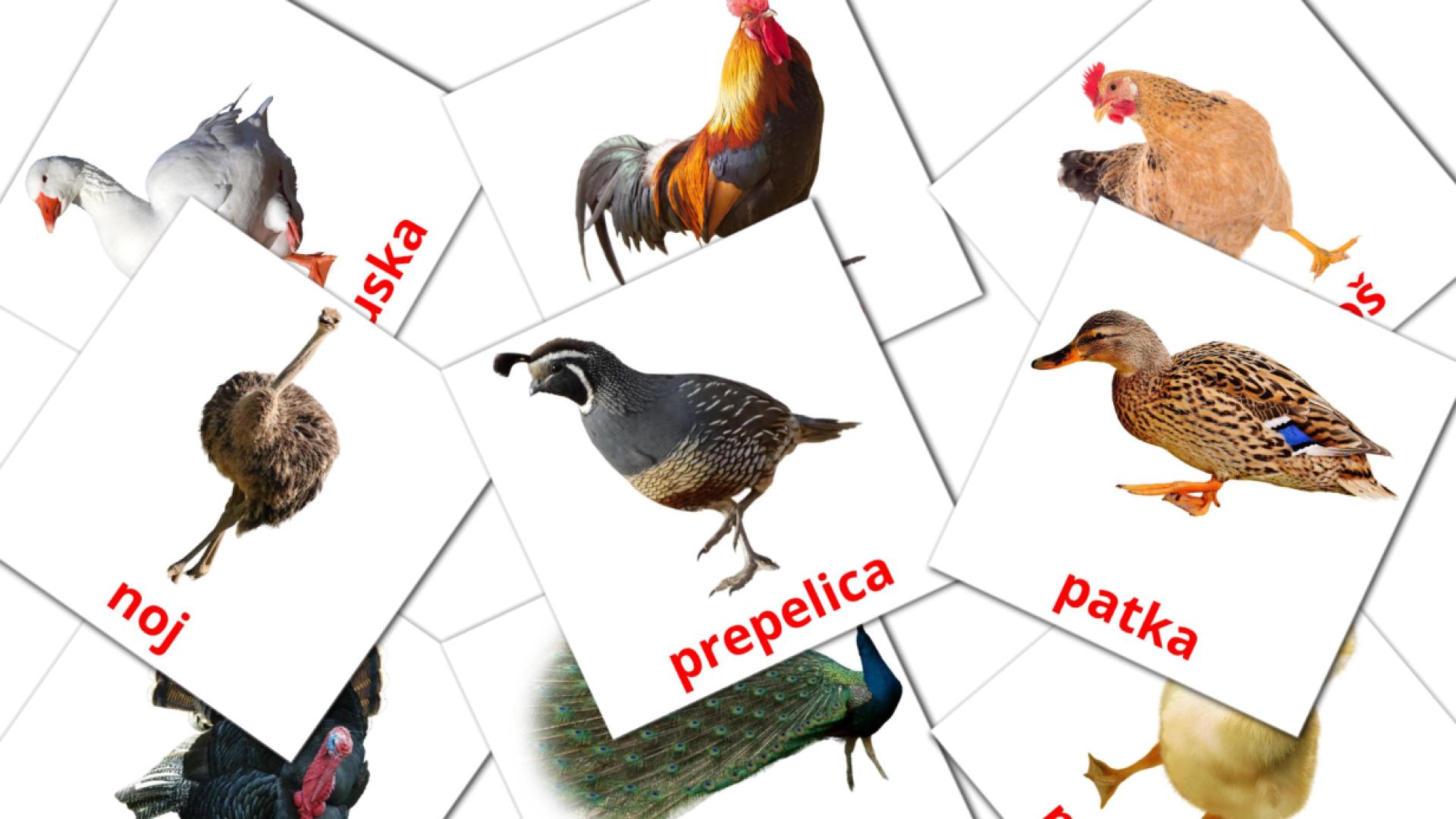 11 Flashcards de Ptice na farmi