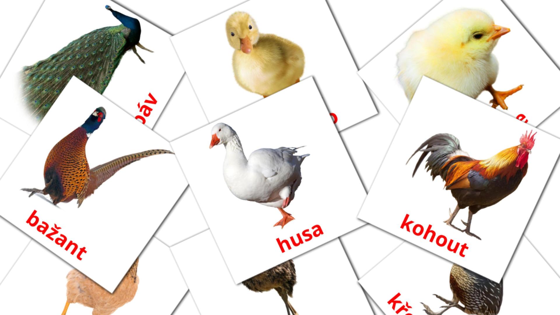 11 Bildkarten für Venkovský ptáci