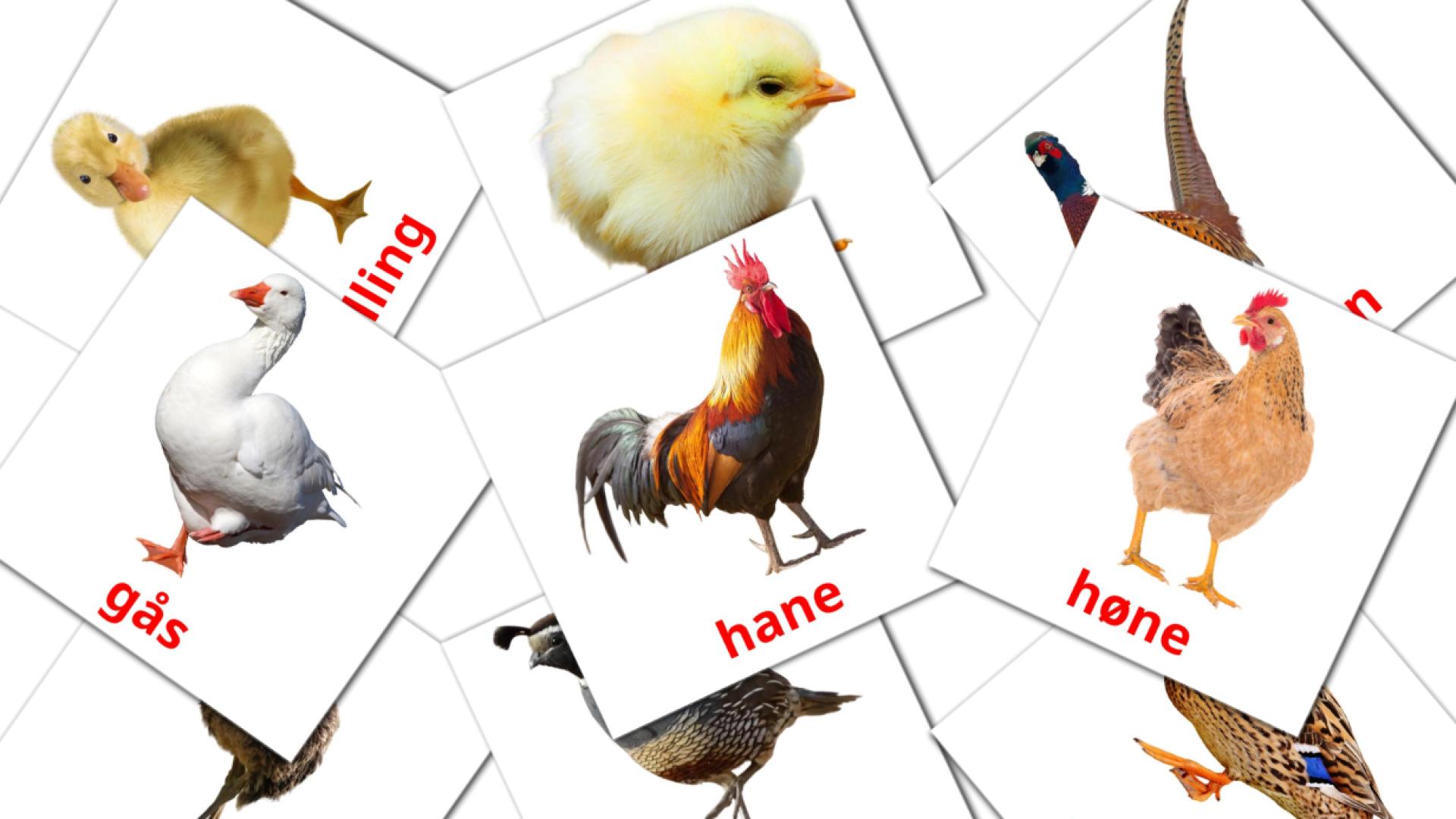 11 tarjetas didacticas de Bondegårdsfugle