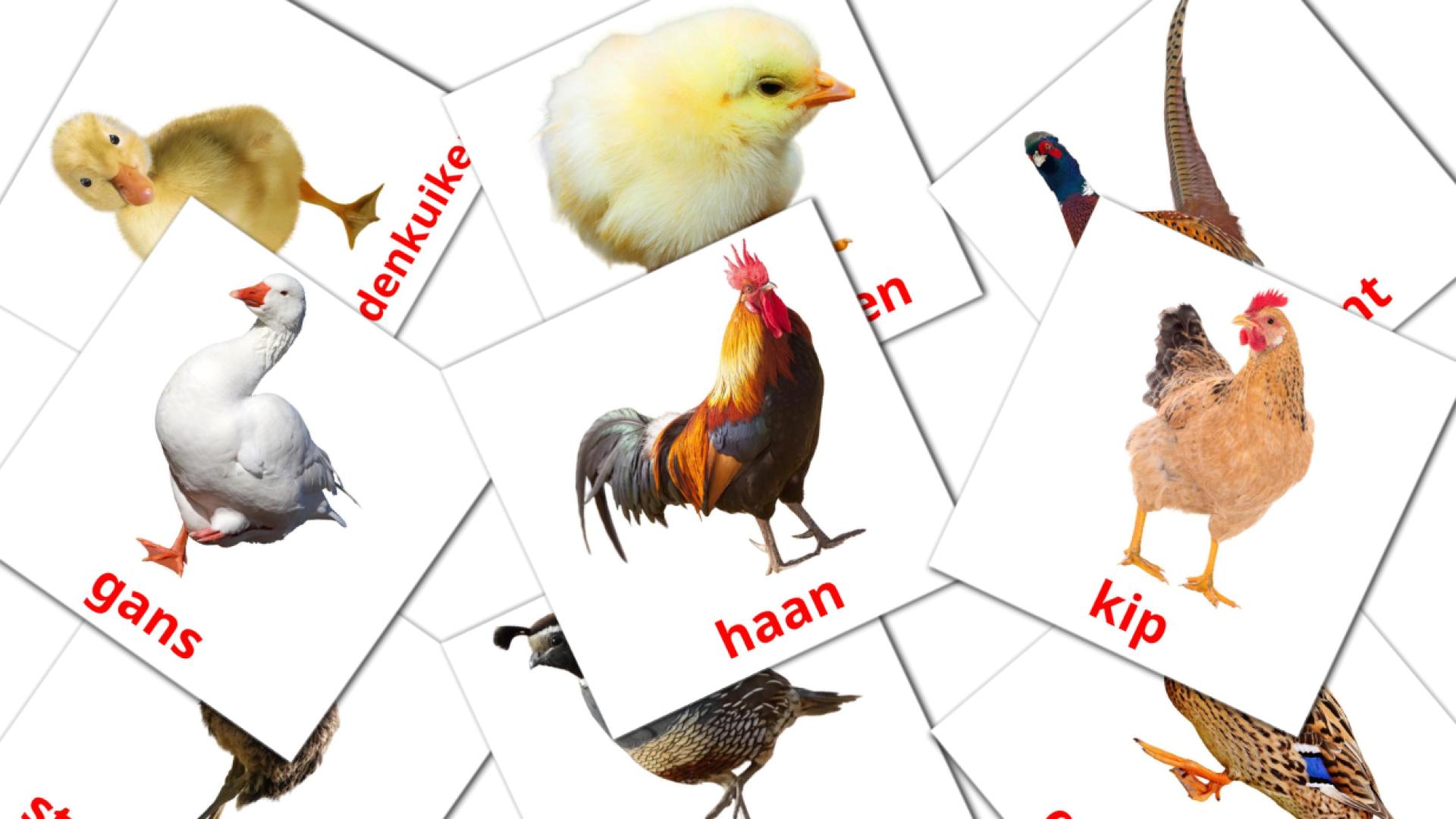 11 Bildkarten für Boerderijvogels