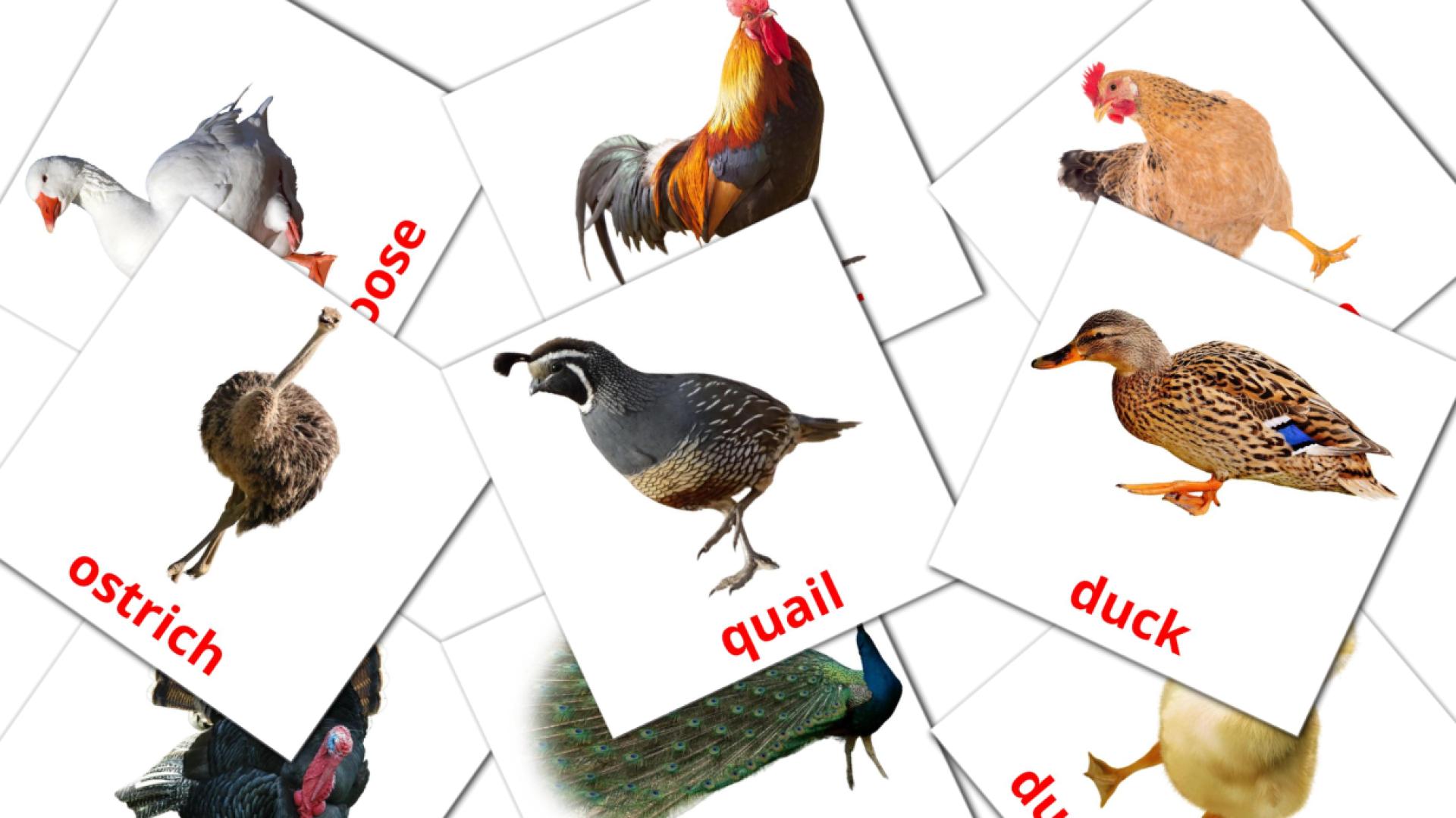 Les Oiseaux de Ferme - cartes de vocabulaire anglais