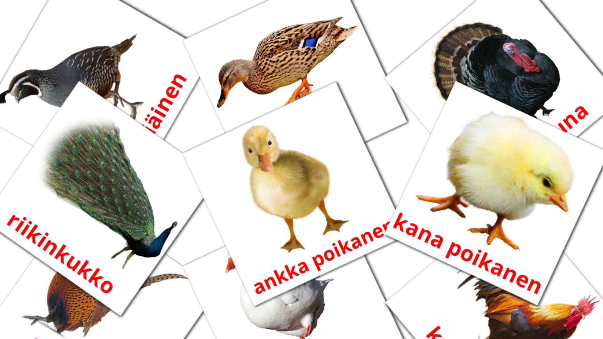 11 tarjetas didacticas de Maatila linnut