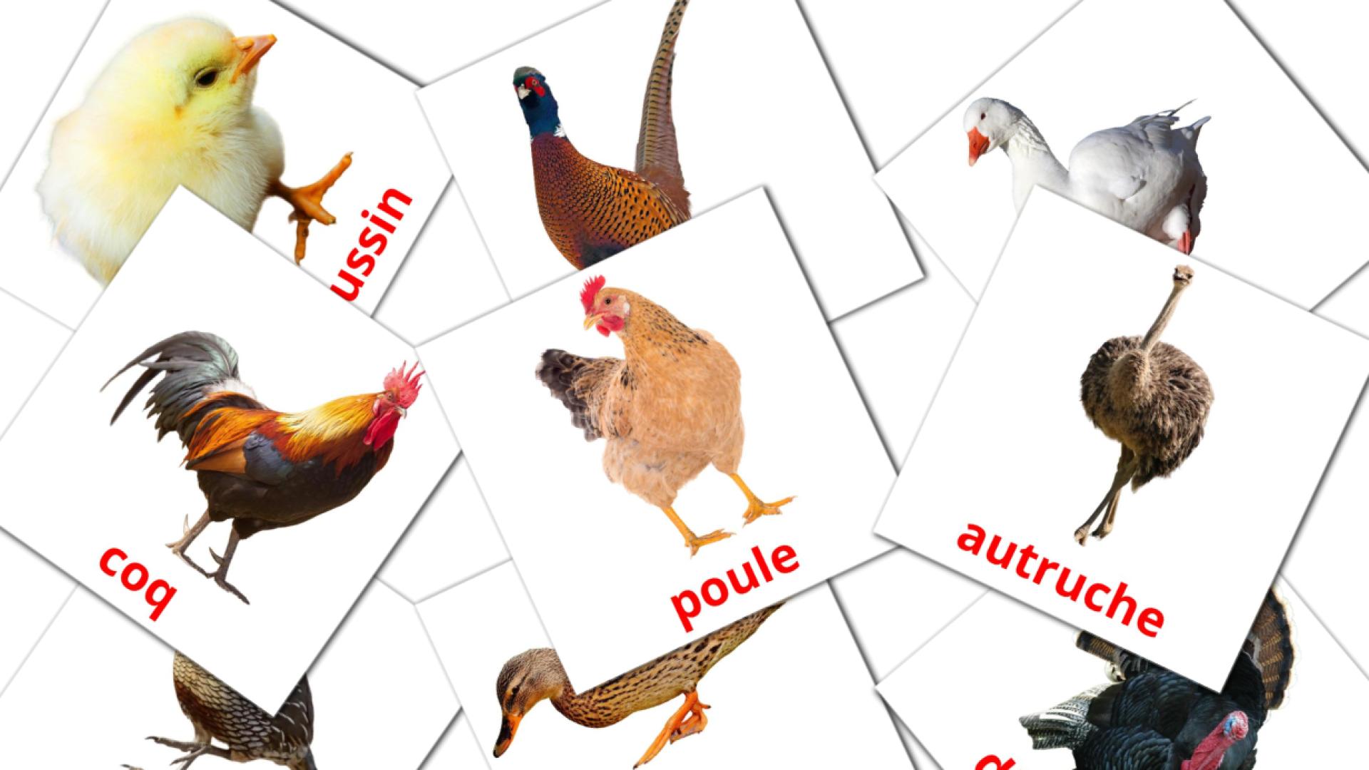 11 Bildkarten für Les Oiseaux de Ferme